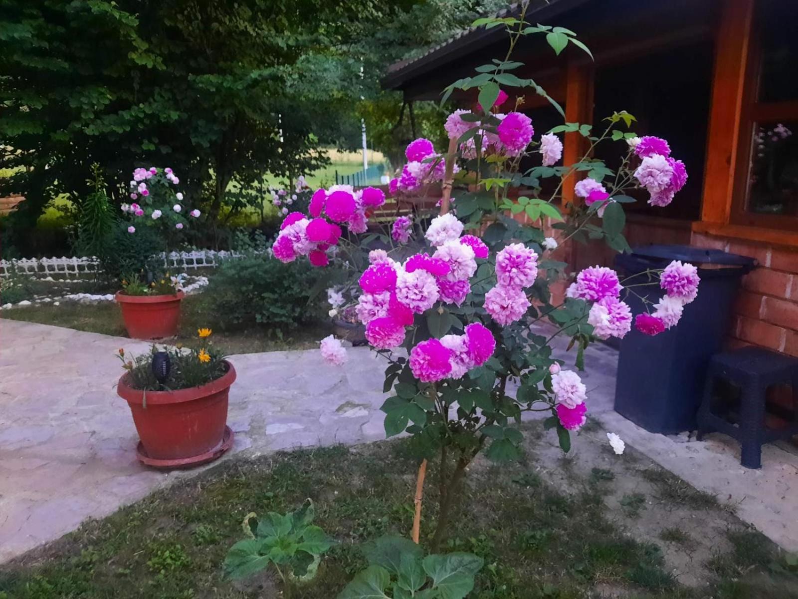 Live Nature
