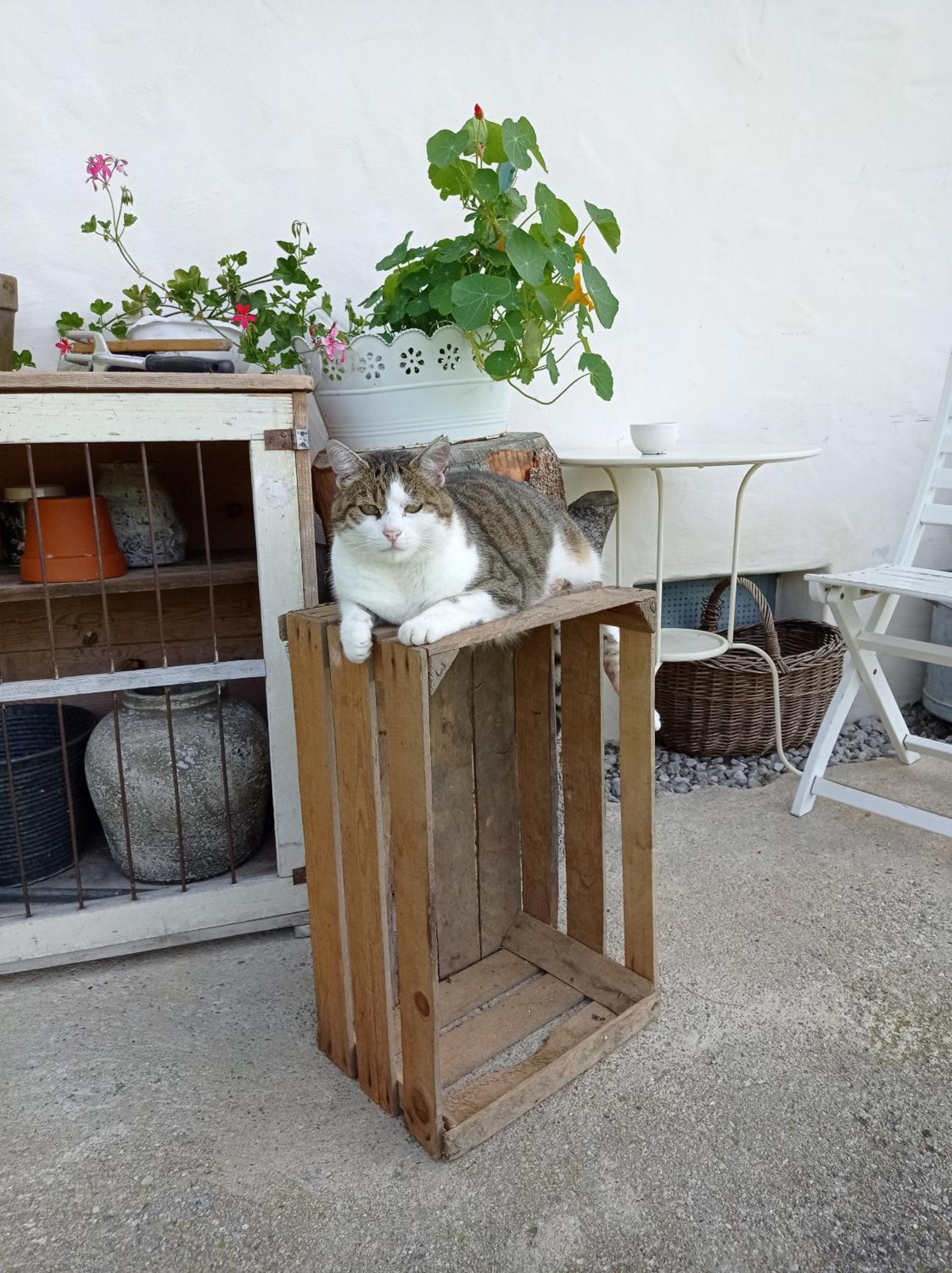 Rossweid Appartement