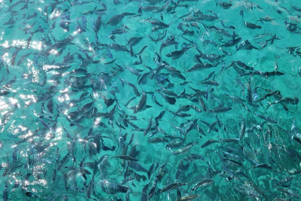 Ocean flat