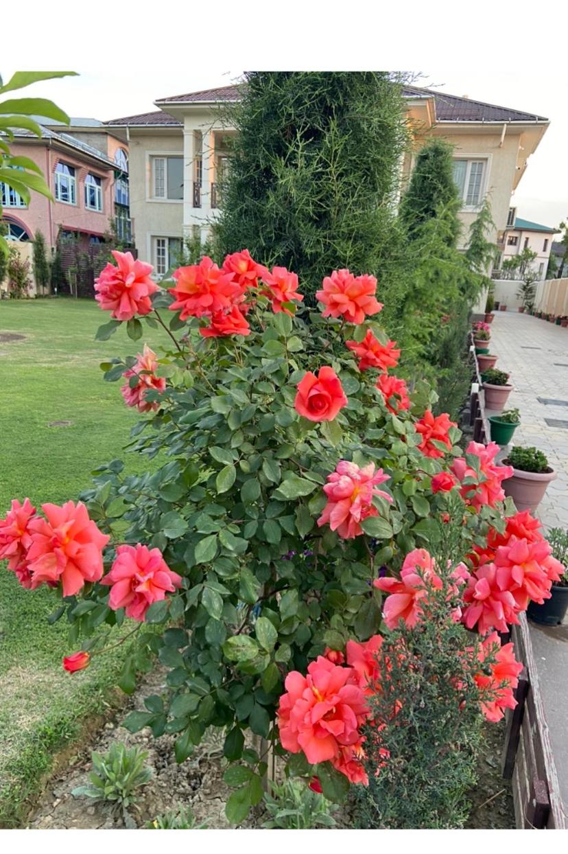 The Gardenia7