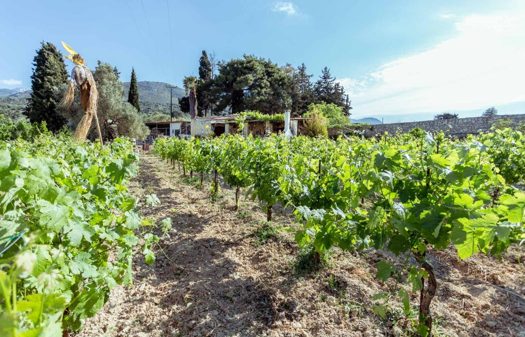 Nassibe Estate