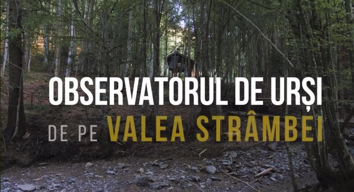 Valea Salbatica