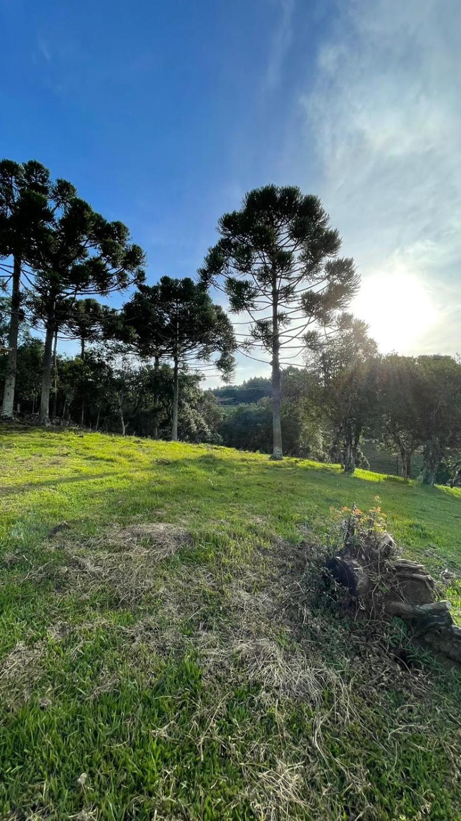 Recanto das Araucárias - Espaçosa, confortável e mto aconchegante!