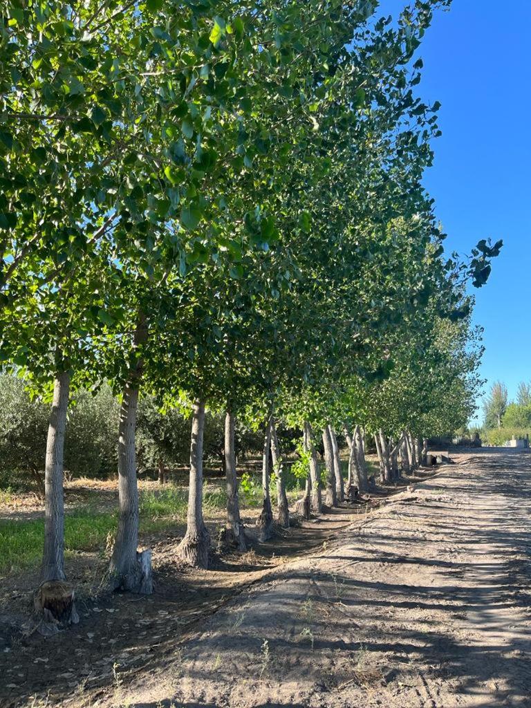 Escapada Exclusiva en Finca con Viñedos y Olivares Relájate en la Naturaleza con Confort y Encanto