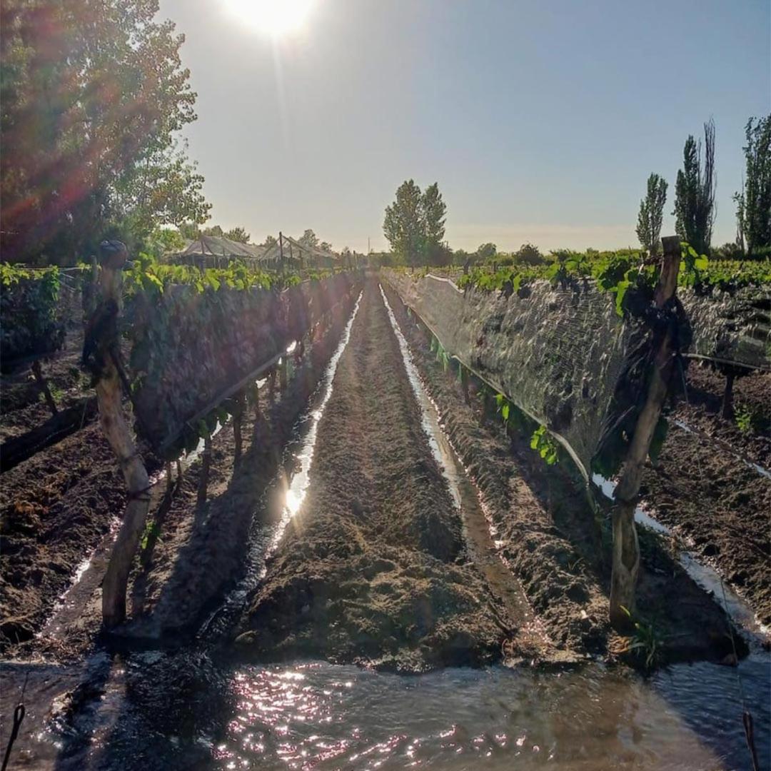 Escapada Exclusiva en Finca con Viñedos y Olivares Relájate en la Naturaleza con Confort y Encanto