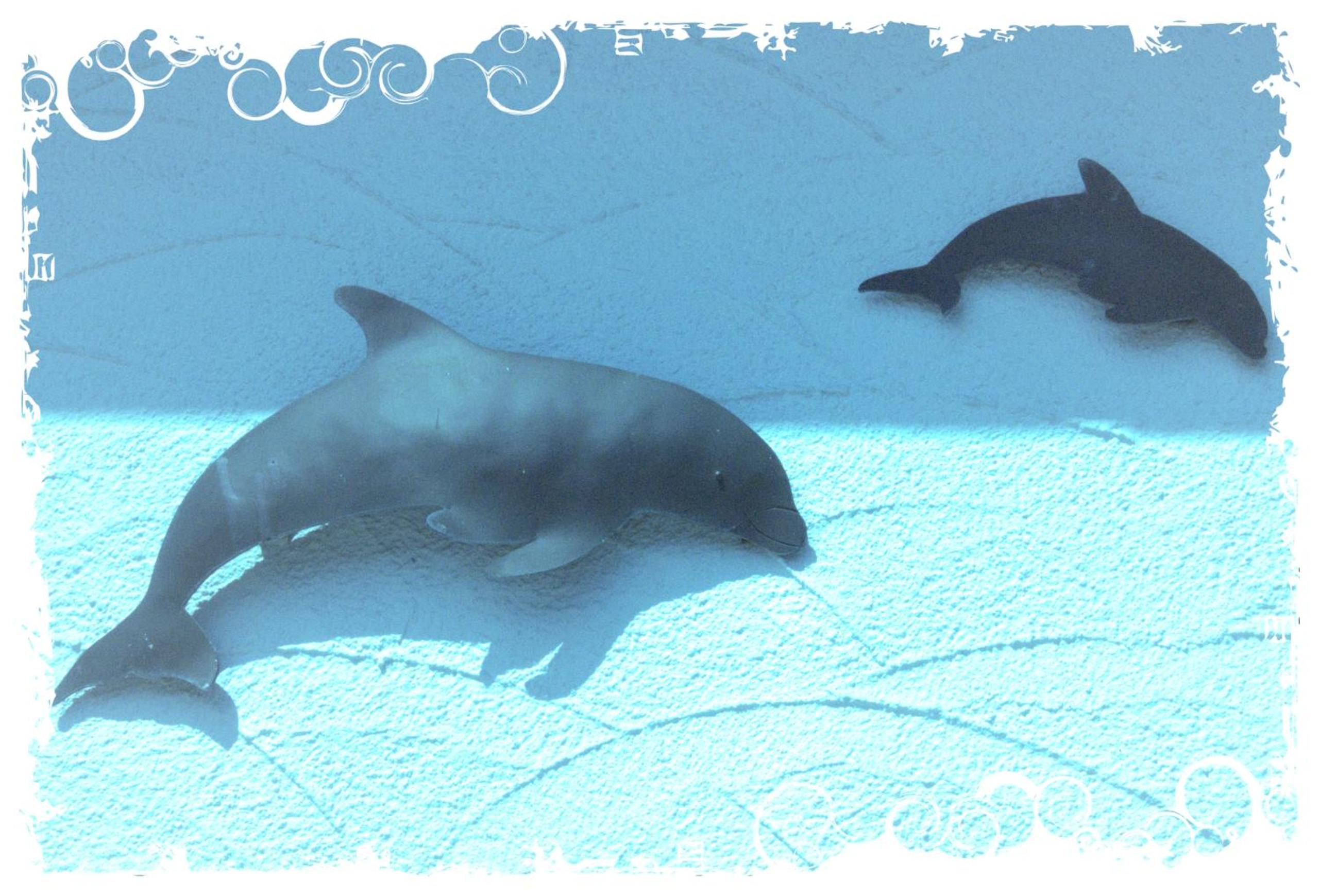 Delphin