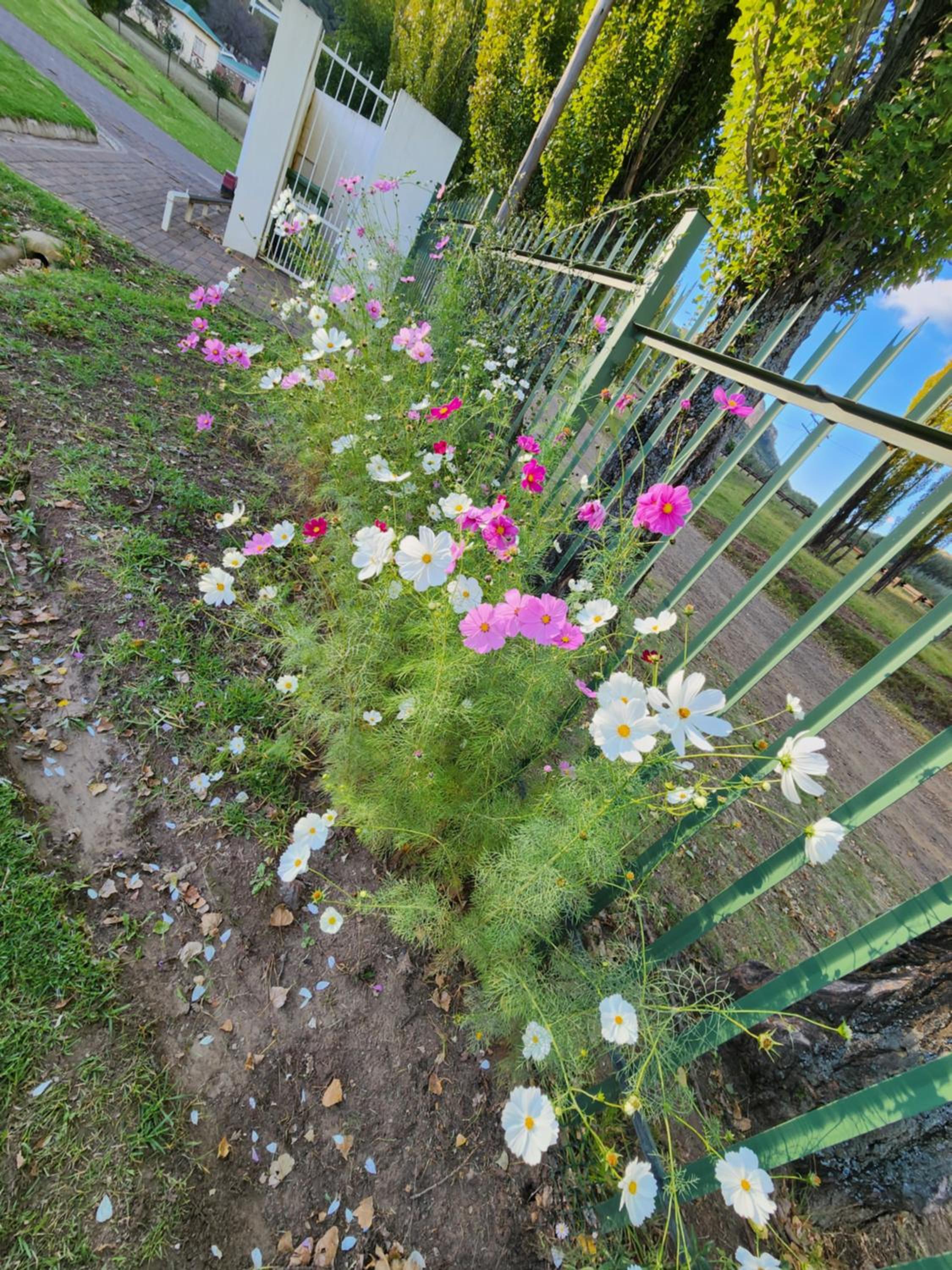 Photo 37