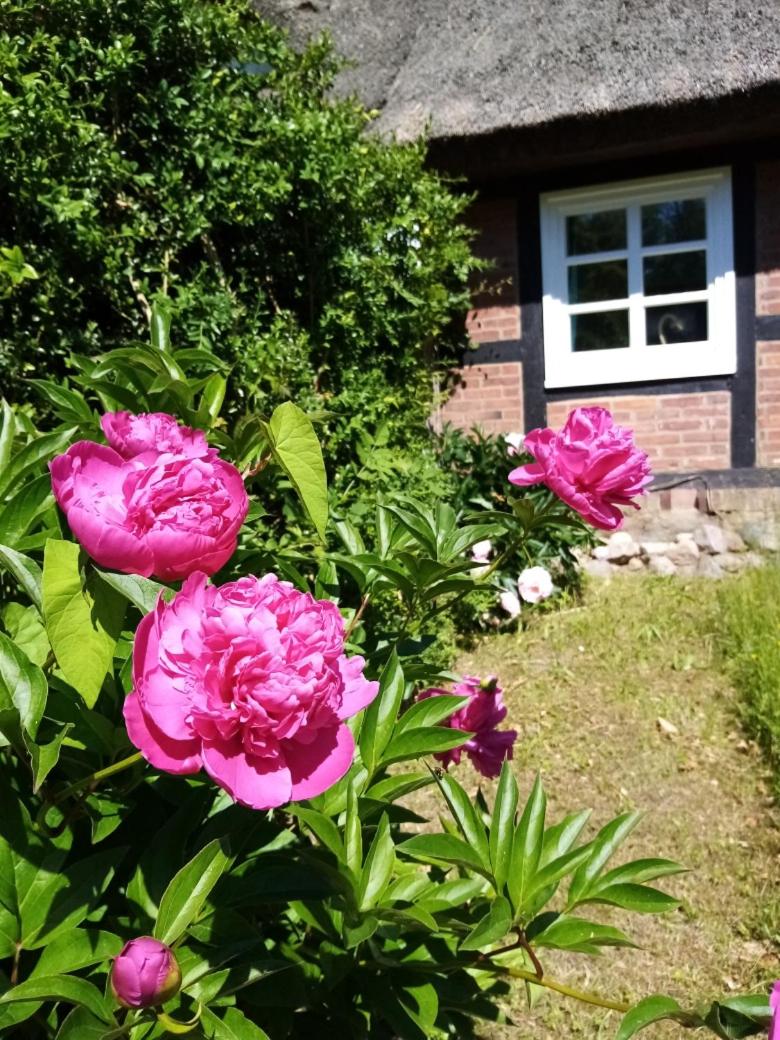 Ferienhaus Nostalgische Auszeit