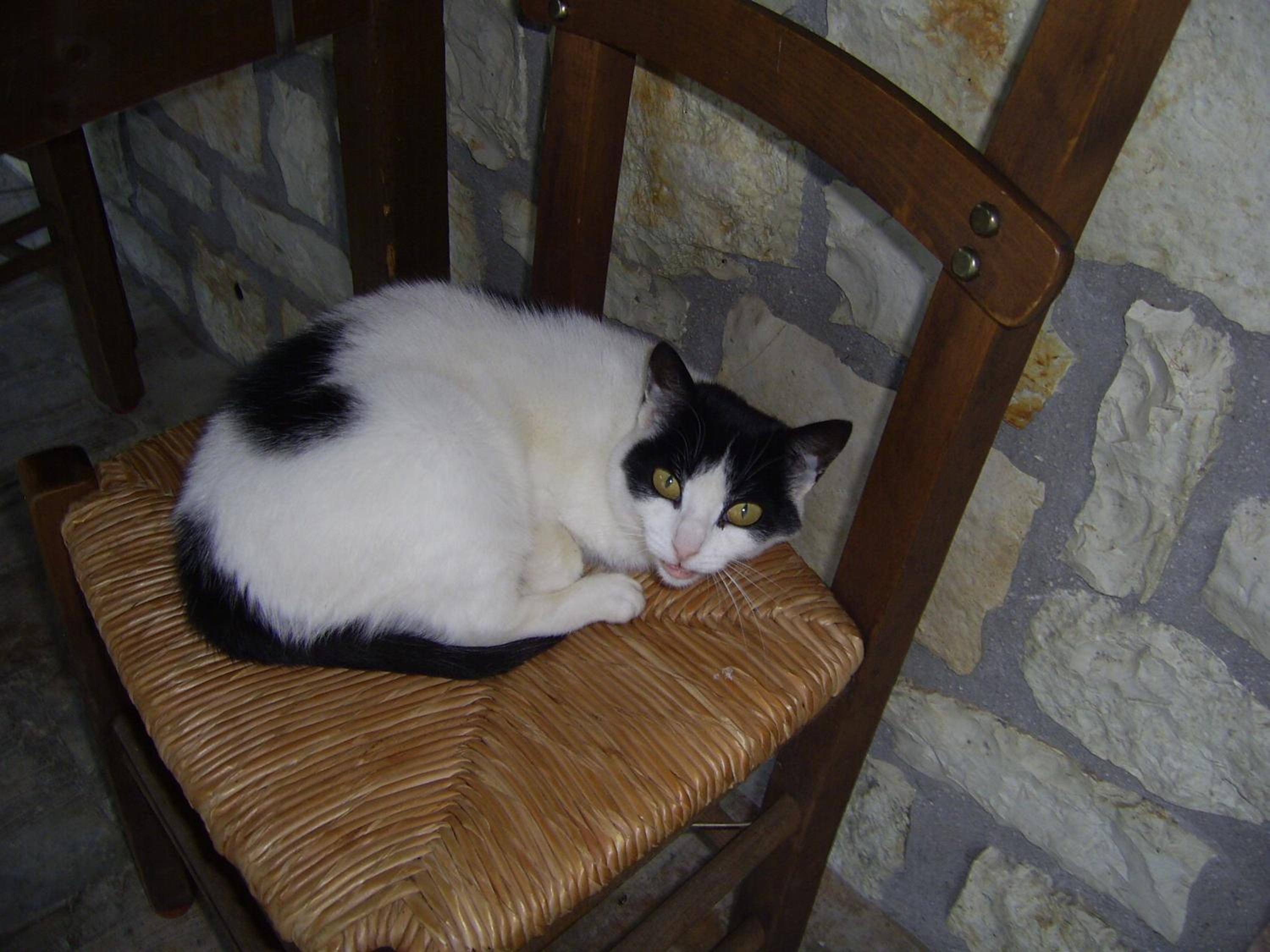 Guesthouse Kastania Korakis