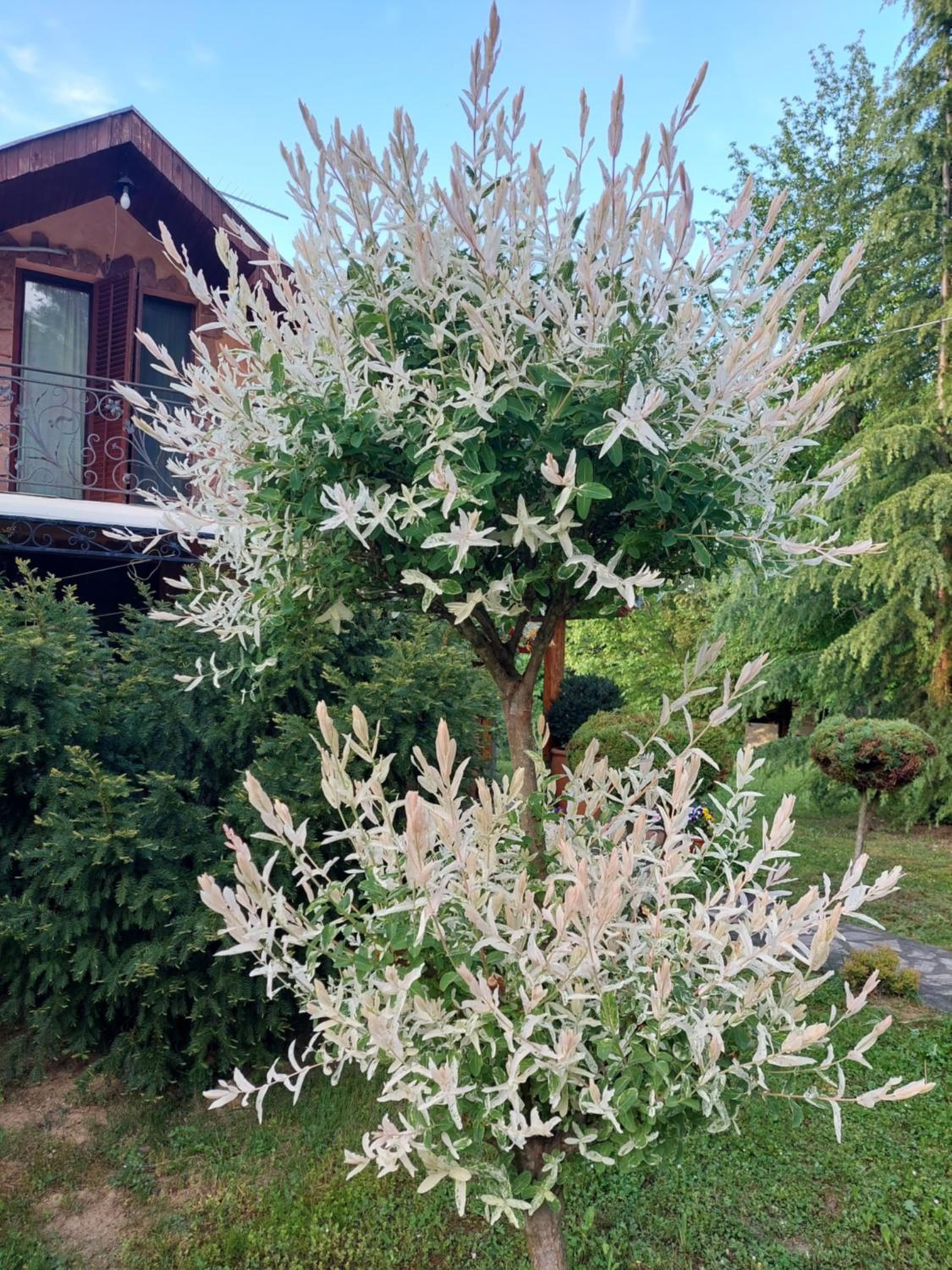 Photo 20