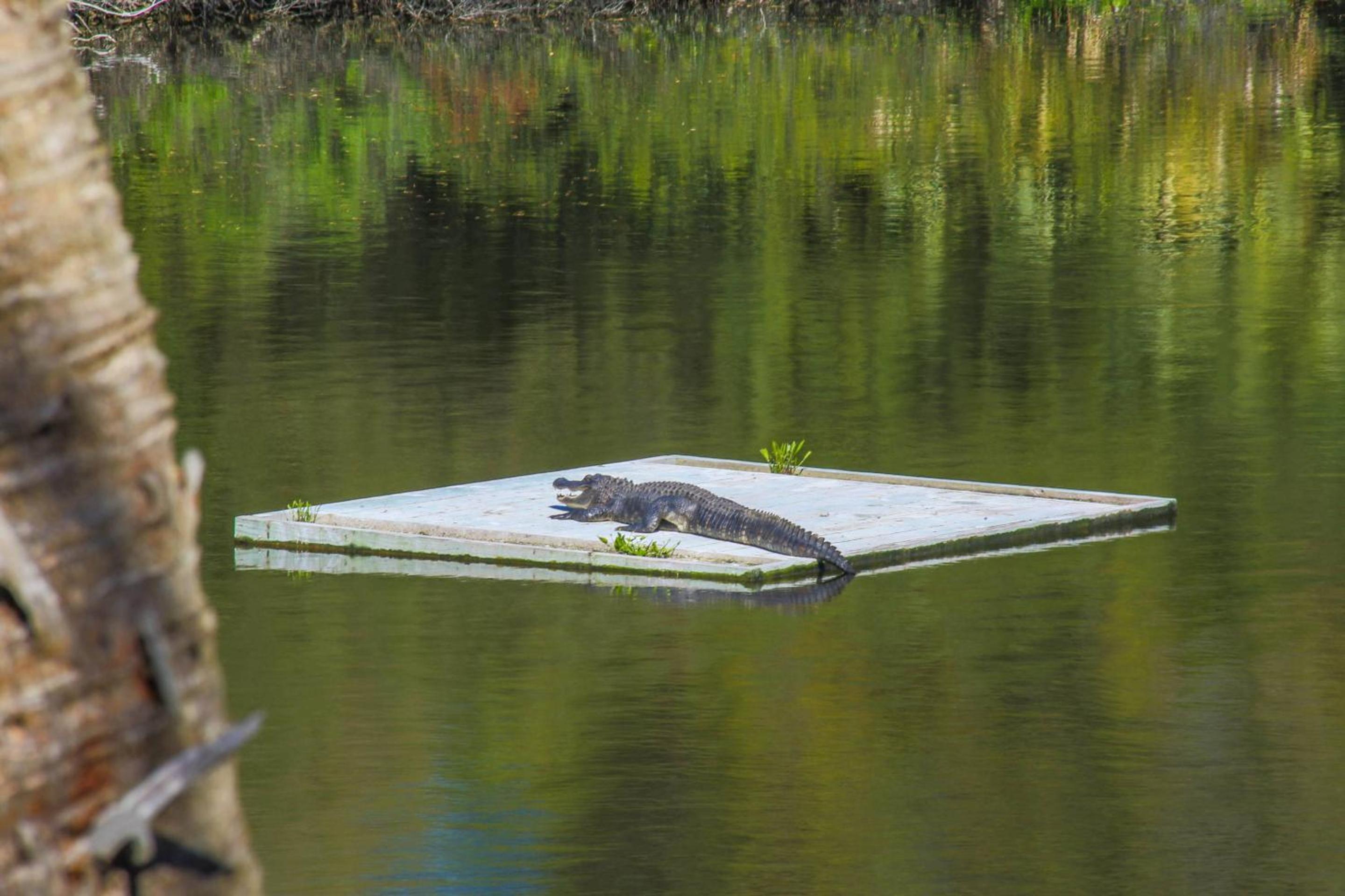 Laguna Operetta
