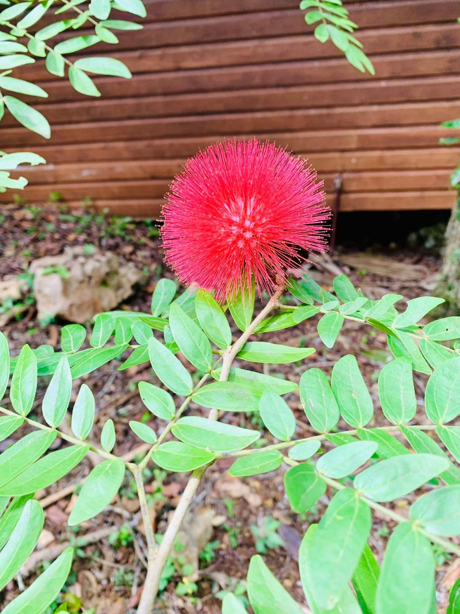 Belize Vacations - Mariposa Jungle Lodge - Property Image 3