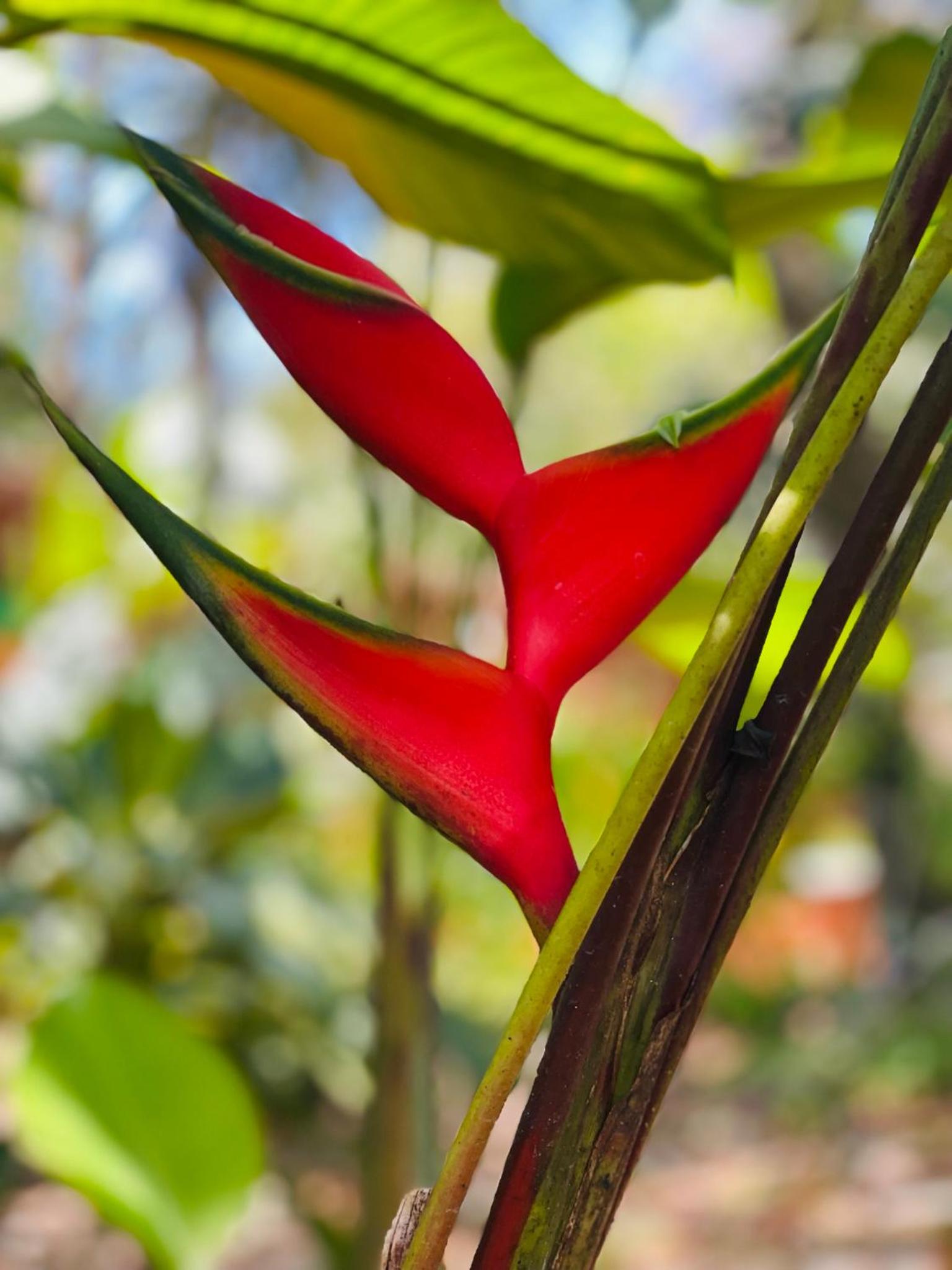 Belize Vacations - Mariposa Jungle Lodge - Property Image 4