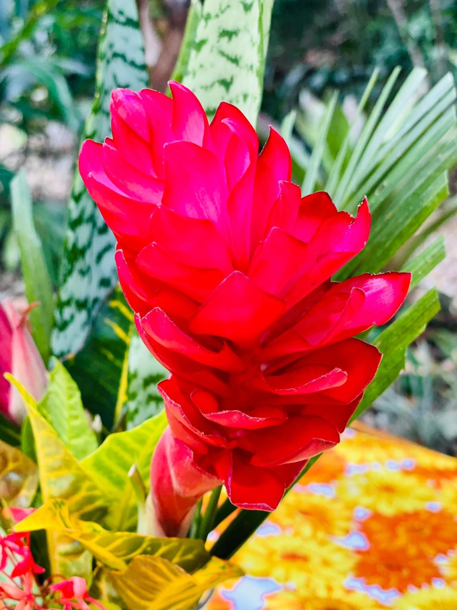 Belize Vacations - Mariposa Jungle Lodge - Property Image 5