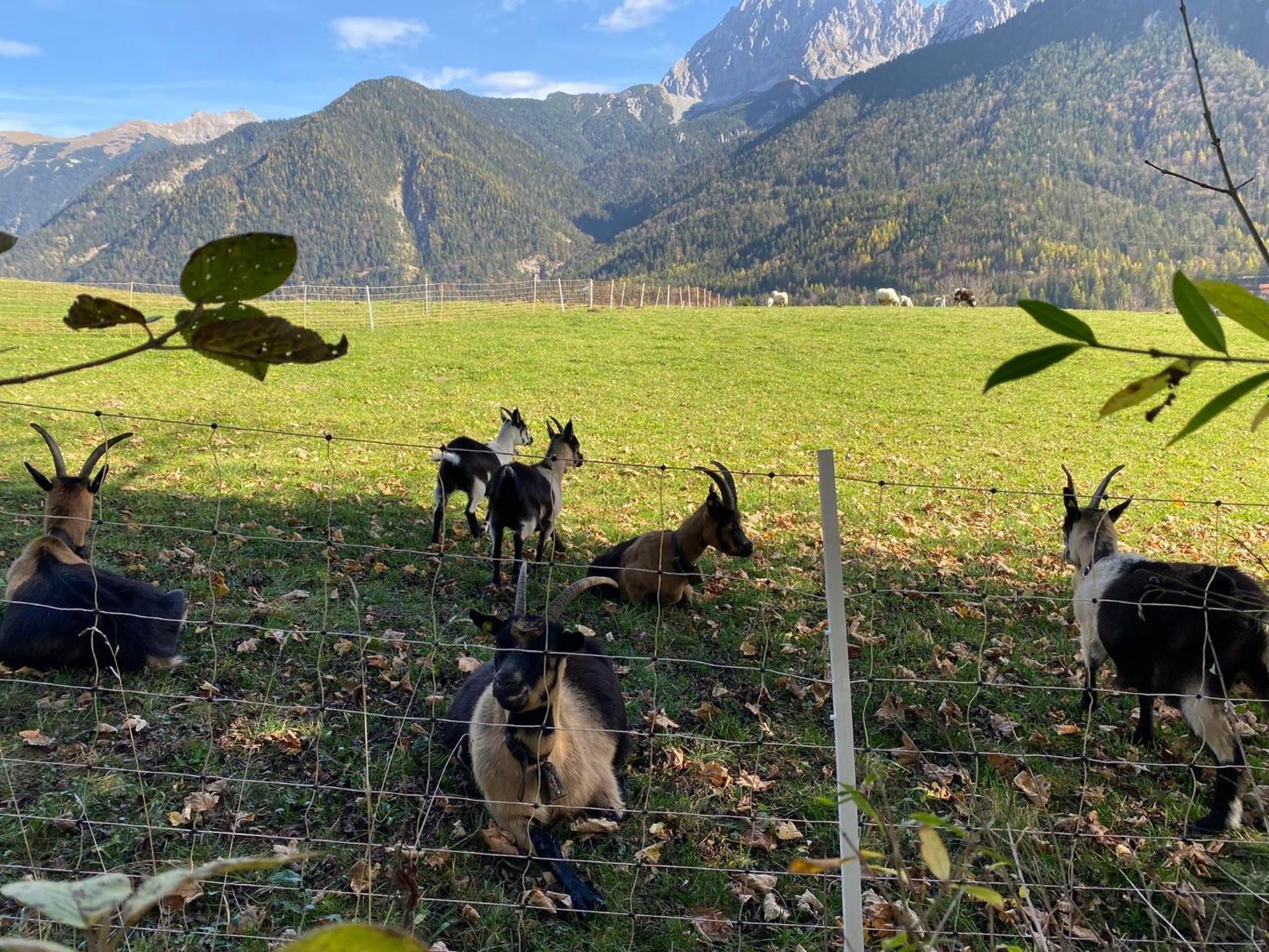 Evelyn – Haus Karwendel, Ferienwohnung