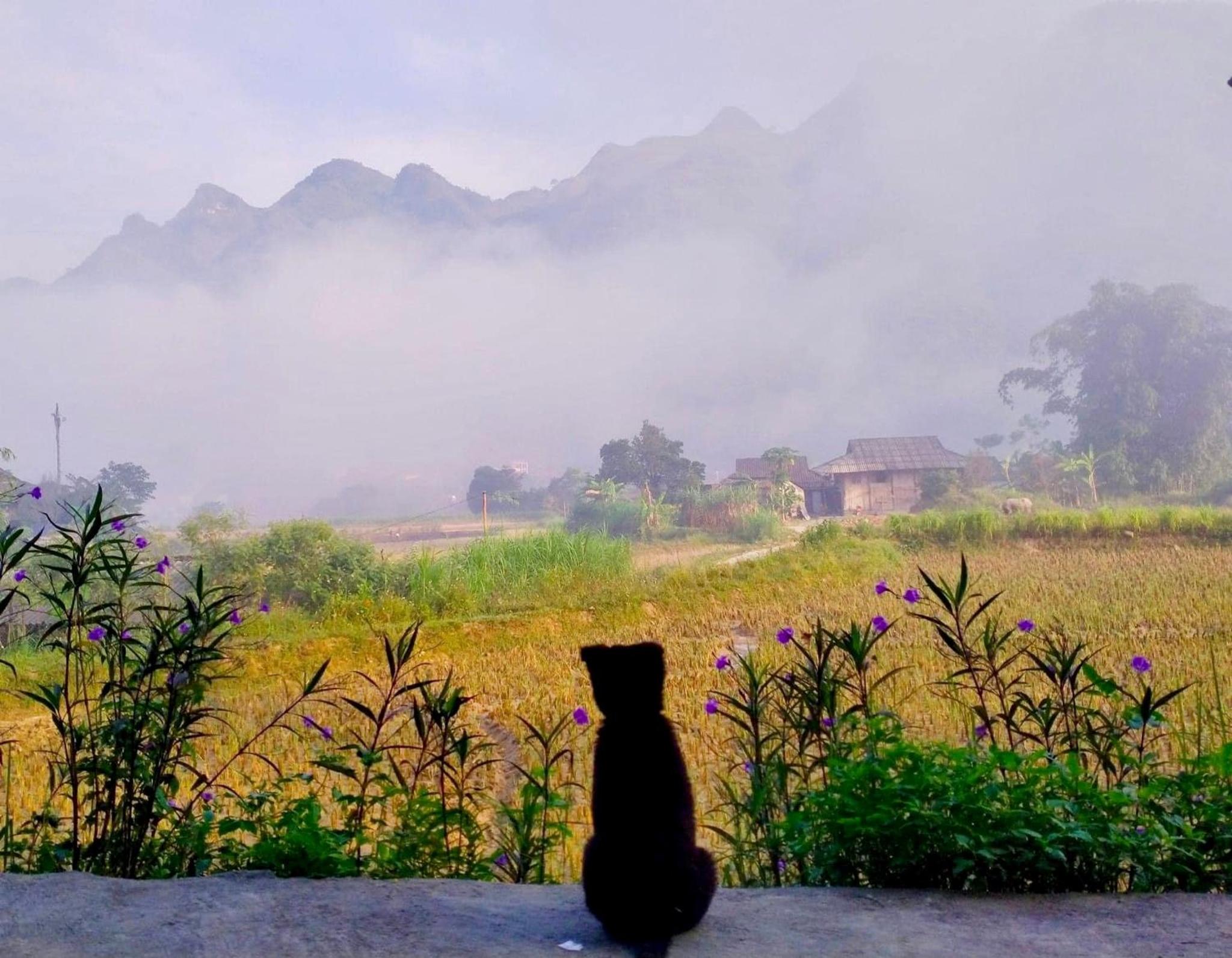 Du Gia Field View Homestay