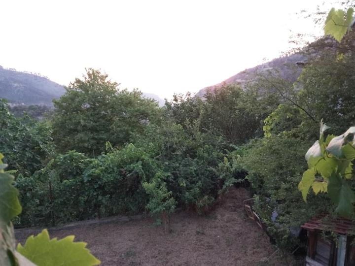 KAZAVIEW
