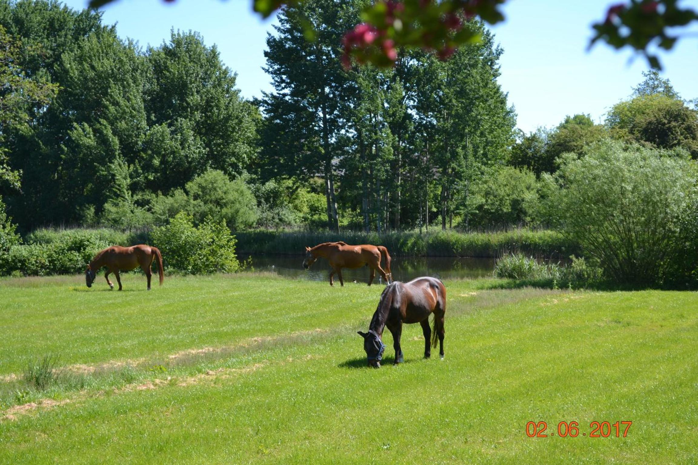Ferienhof Gosch view 4