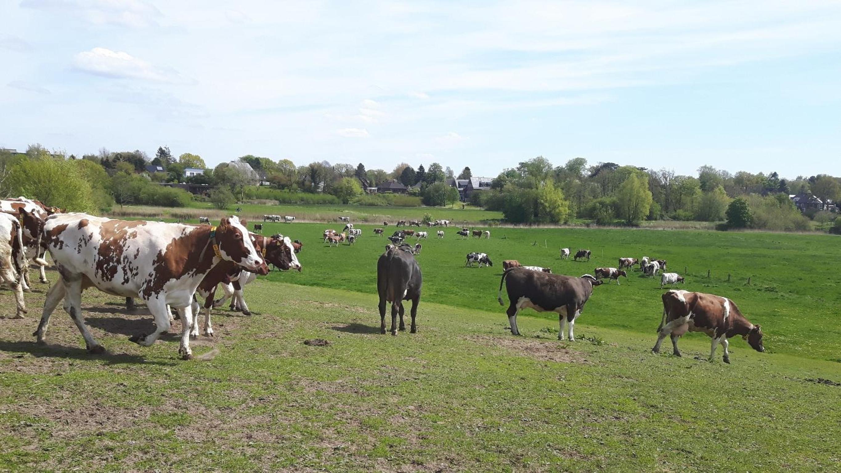 Ferienhof Gosch view 5