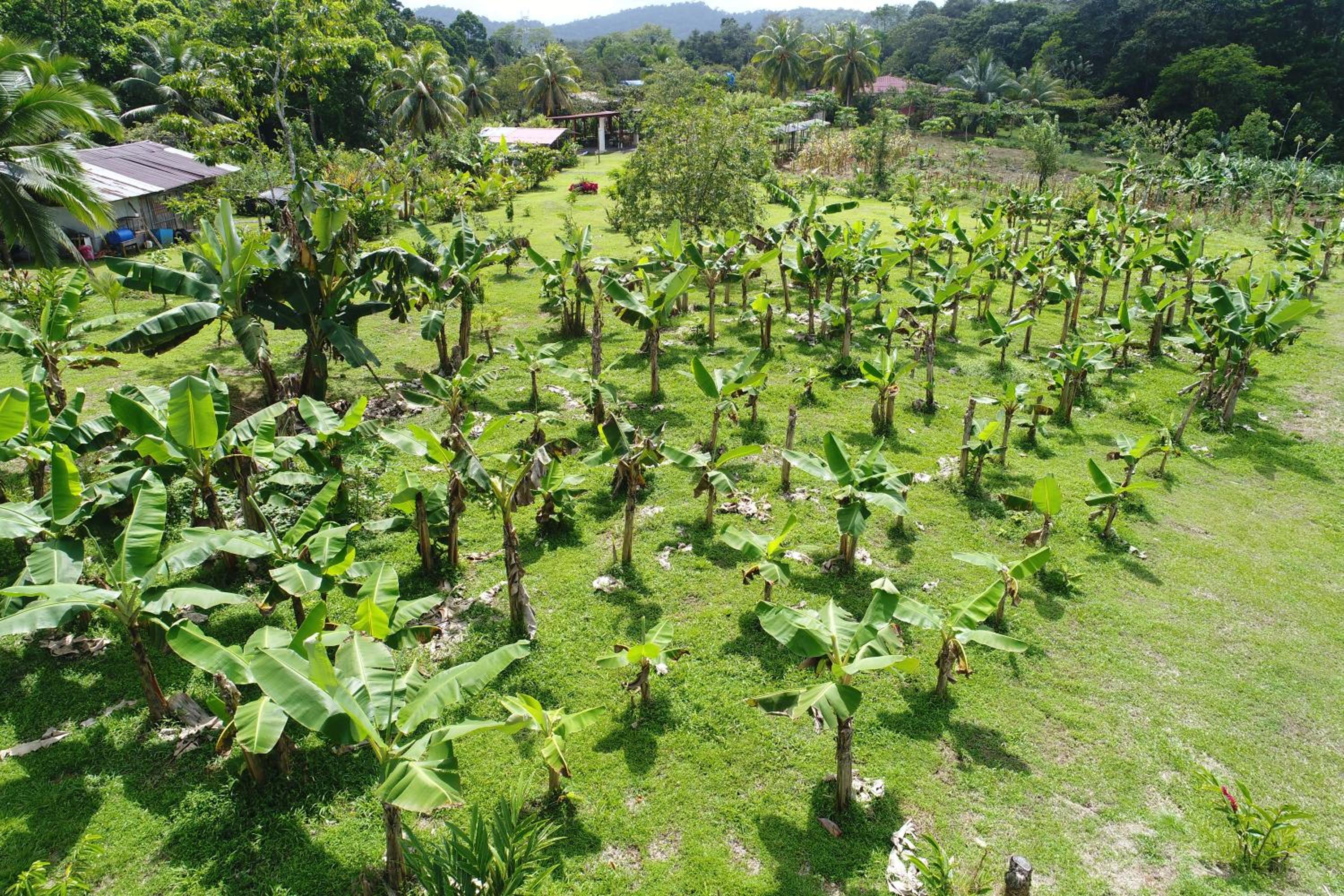 HOPE GARDEN, SARAPIQUÍ, We connect you with the Sarapiquí tropical forest