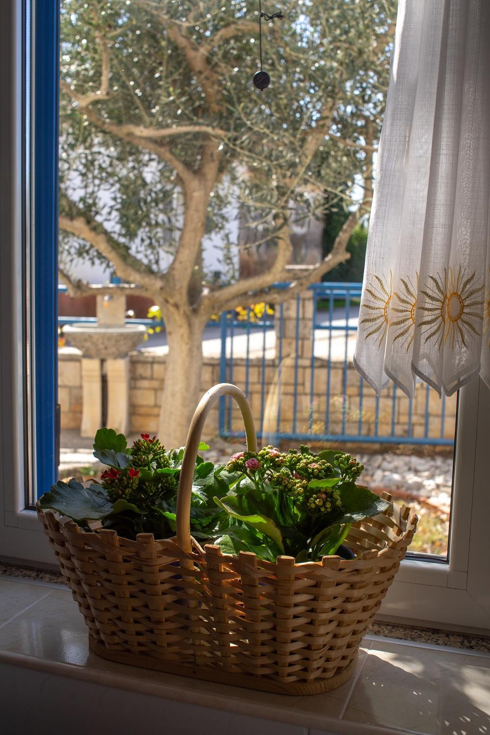 Olive Tree Apartments