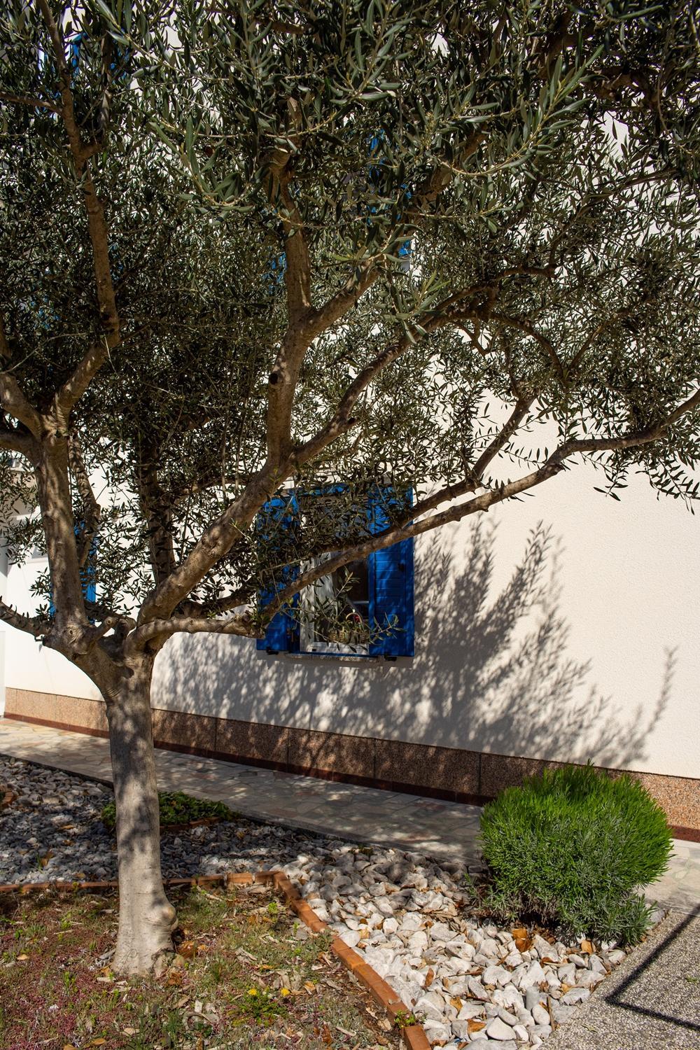 Olive Tree Apartments