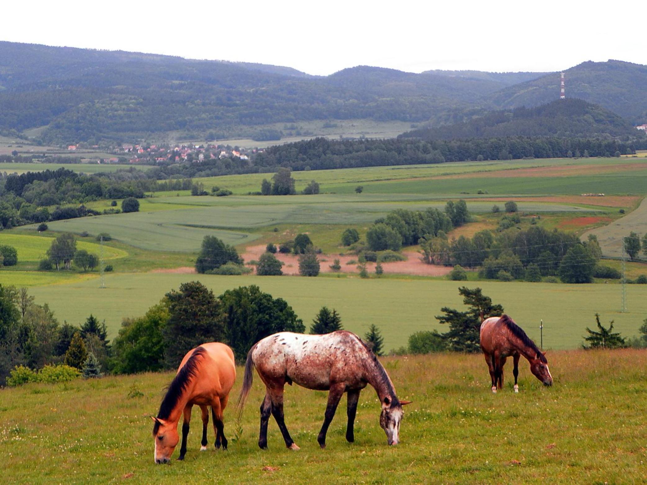 Penzion Bor