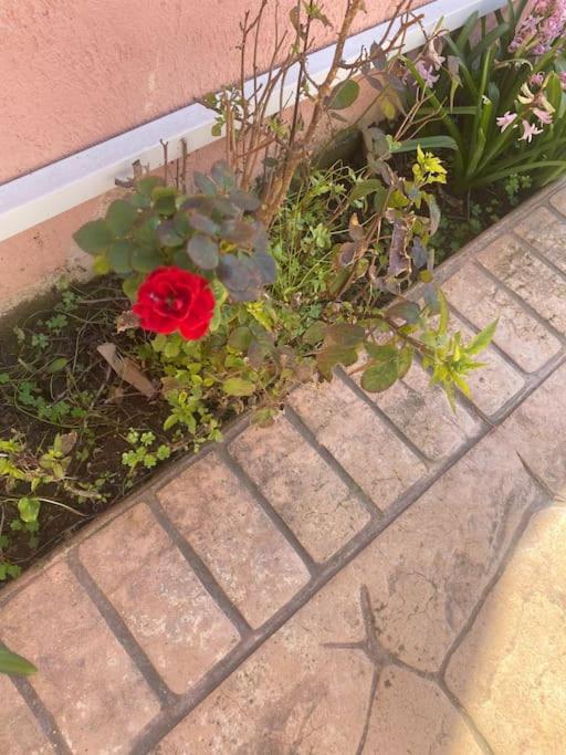 Photo 41