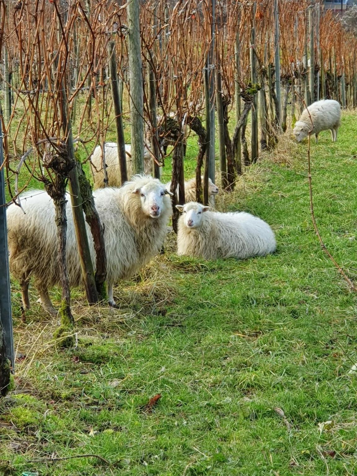 Ferienwohnung an der Mosel, Romeo