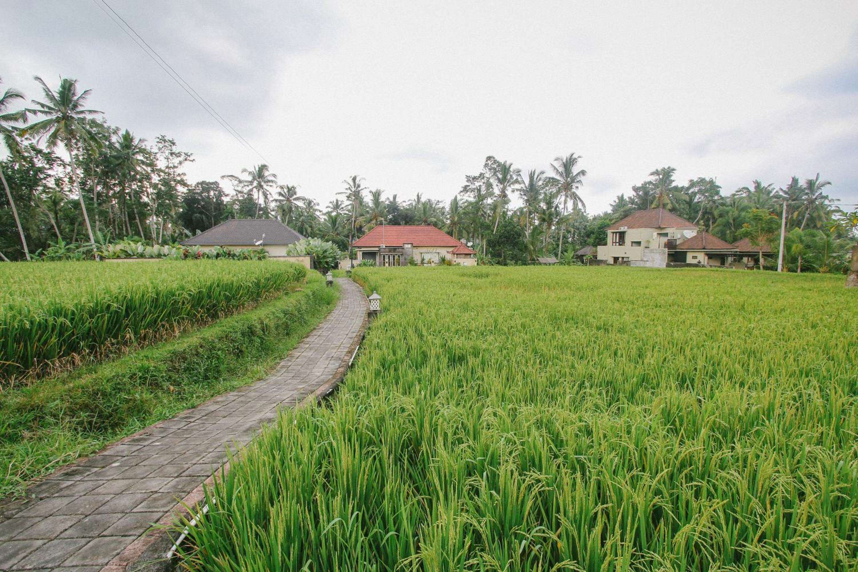 Casa Priya Ubud view 5