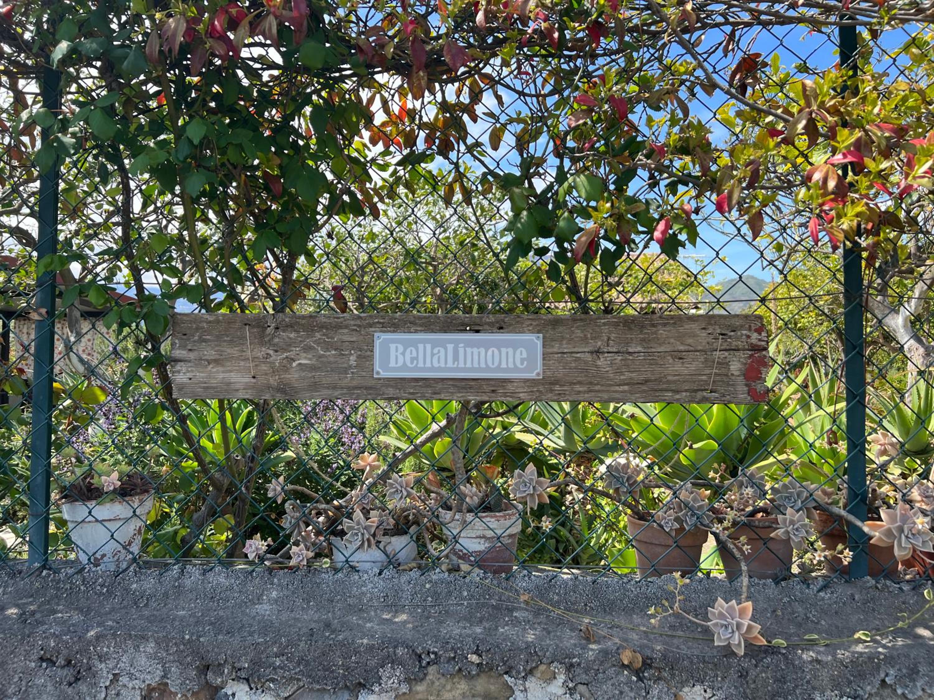 BellaLimone