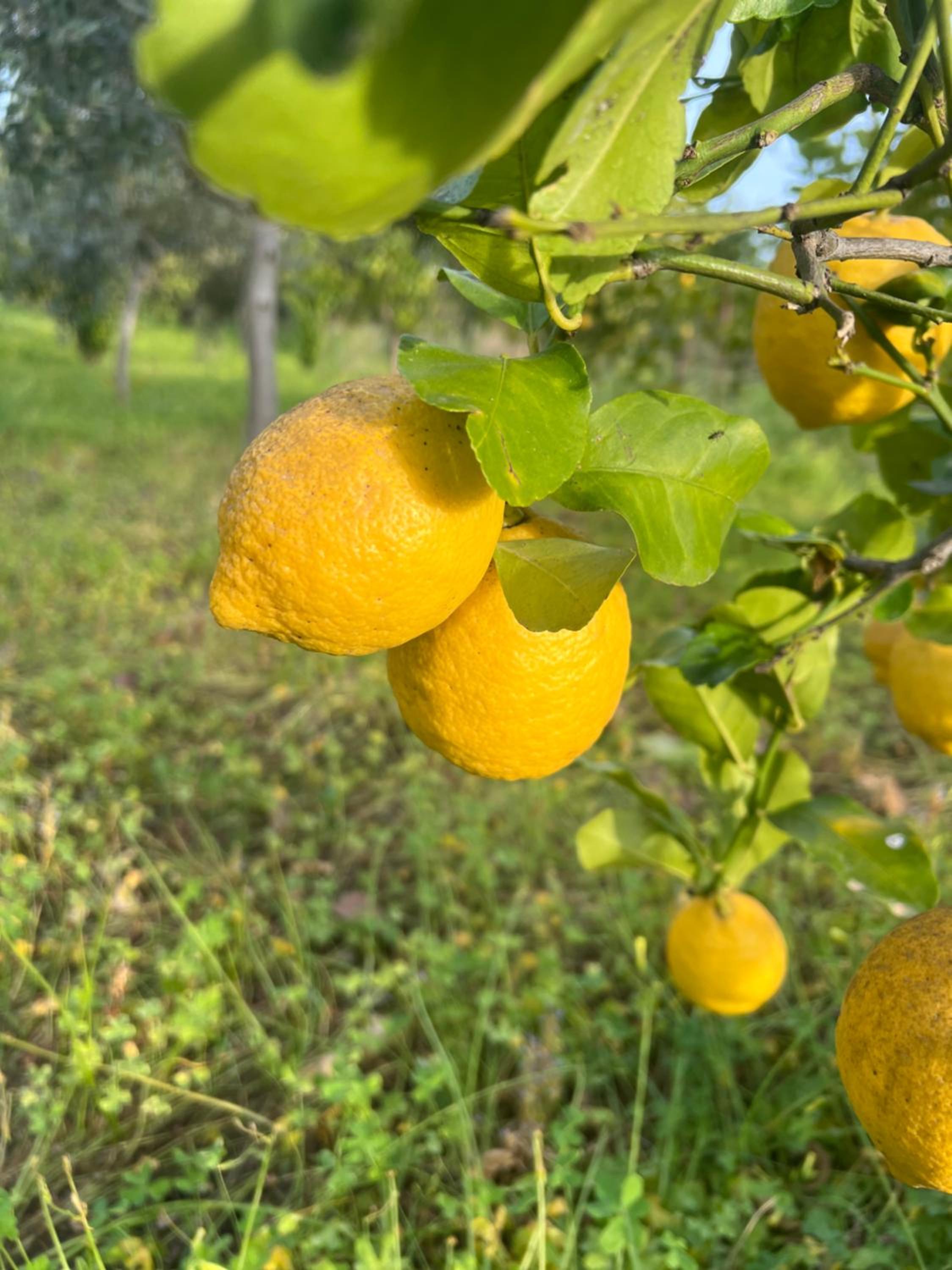 BellaLimone