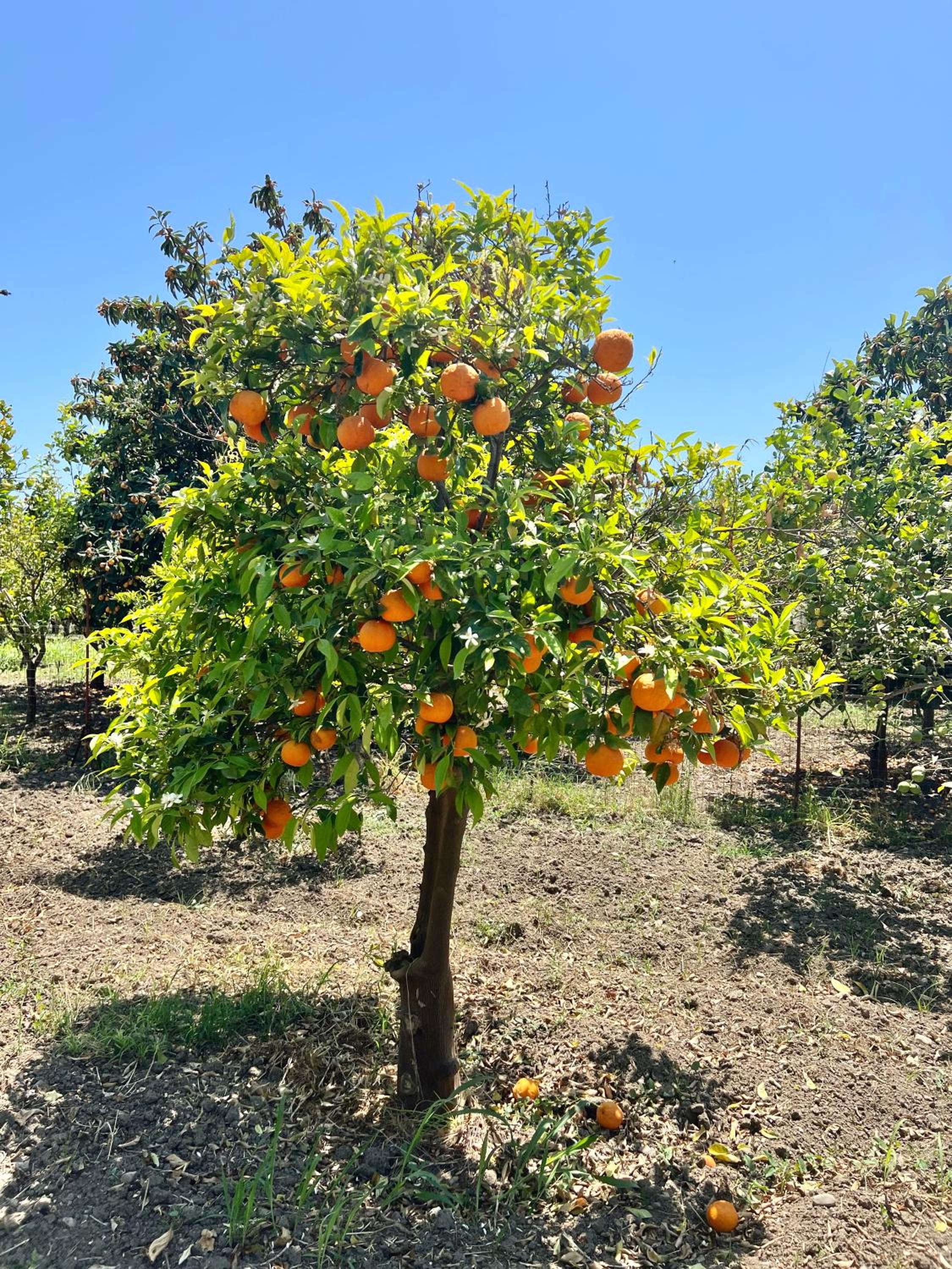 BellaLimone