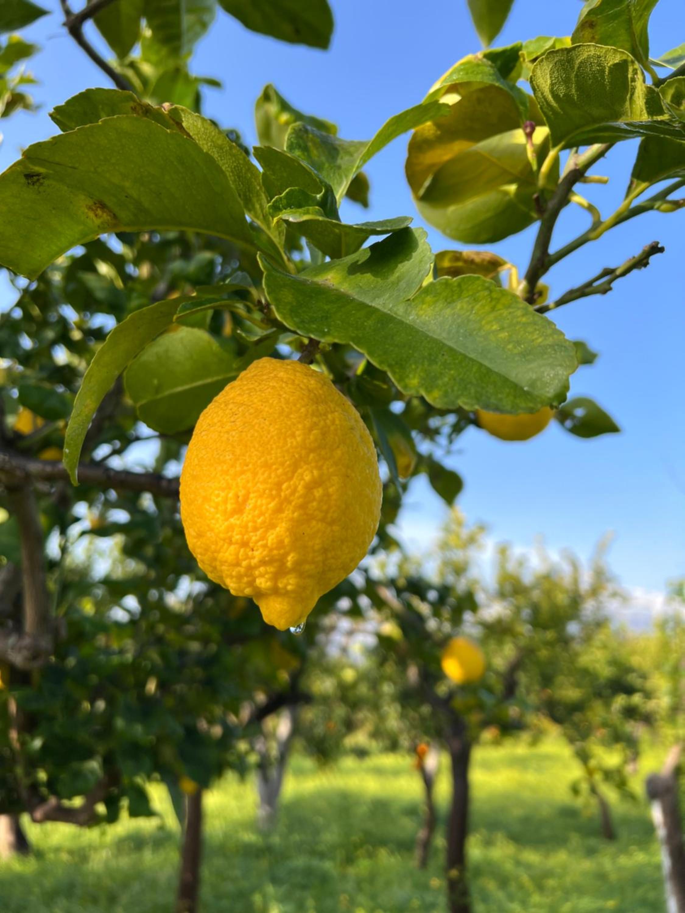 BellaLimone