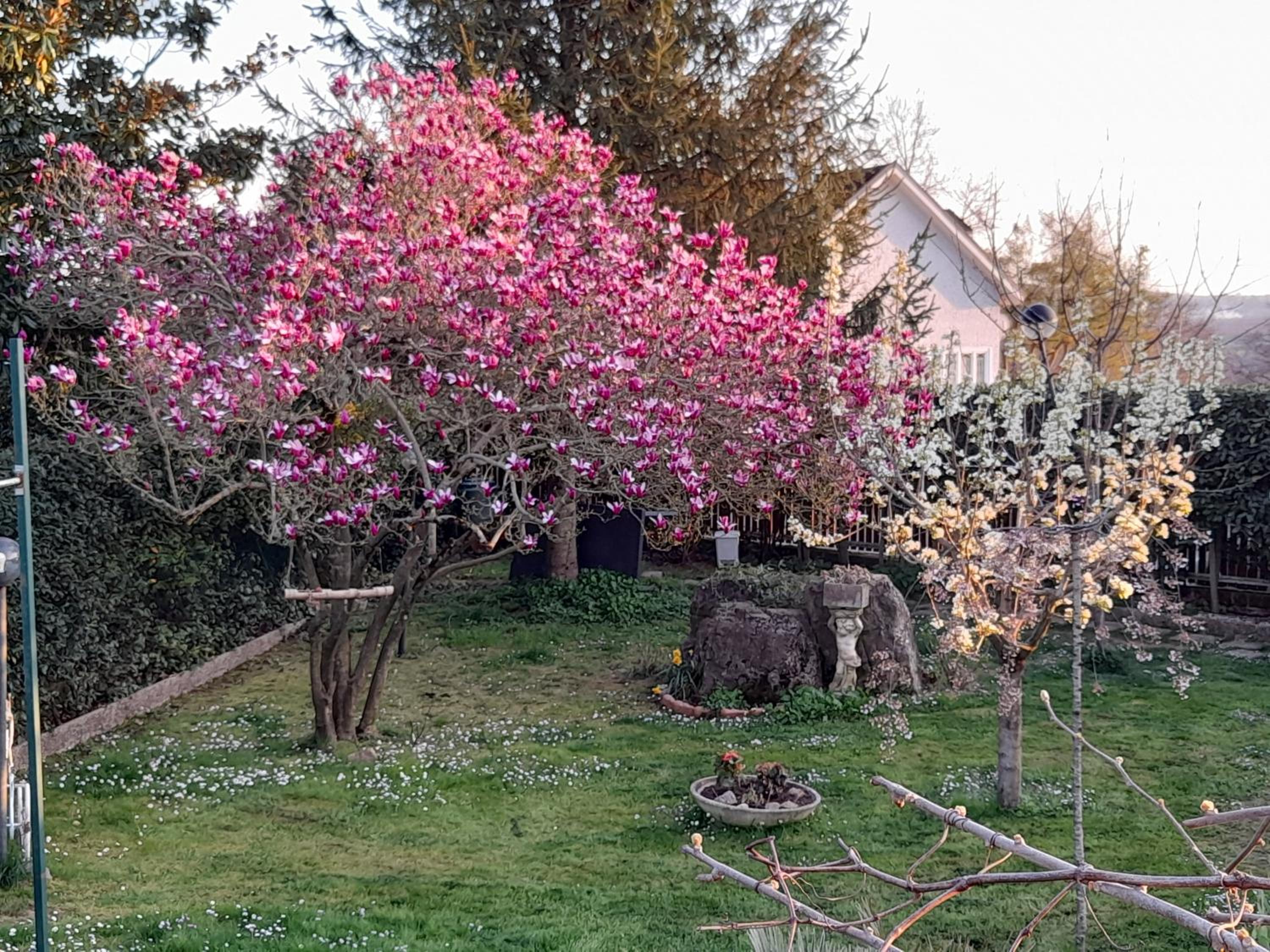 Il Glicine
