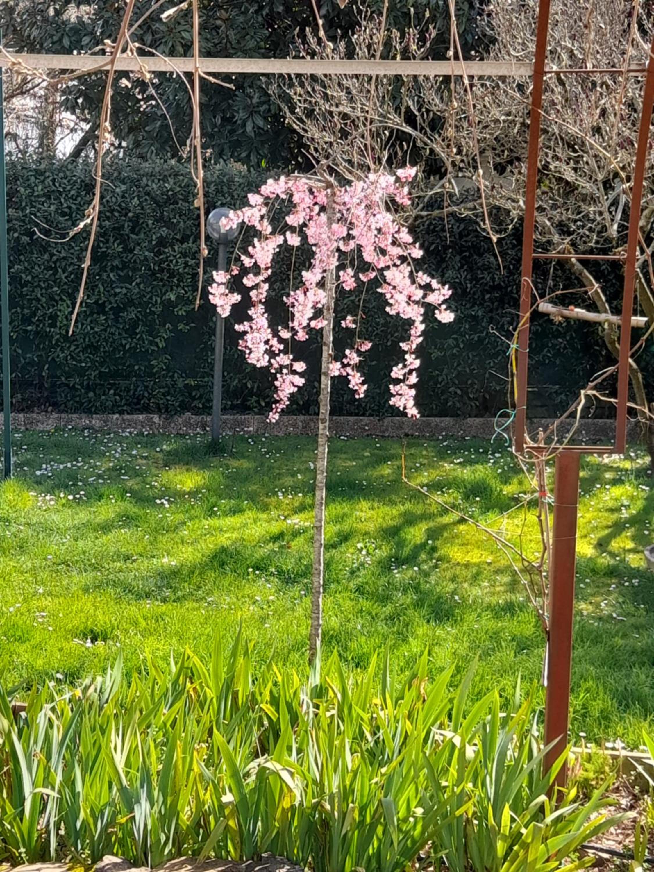Il Glicine