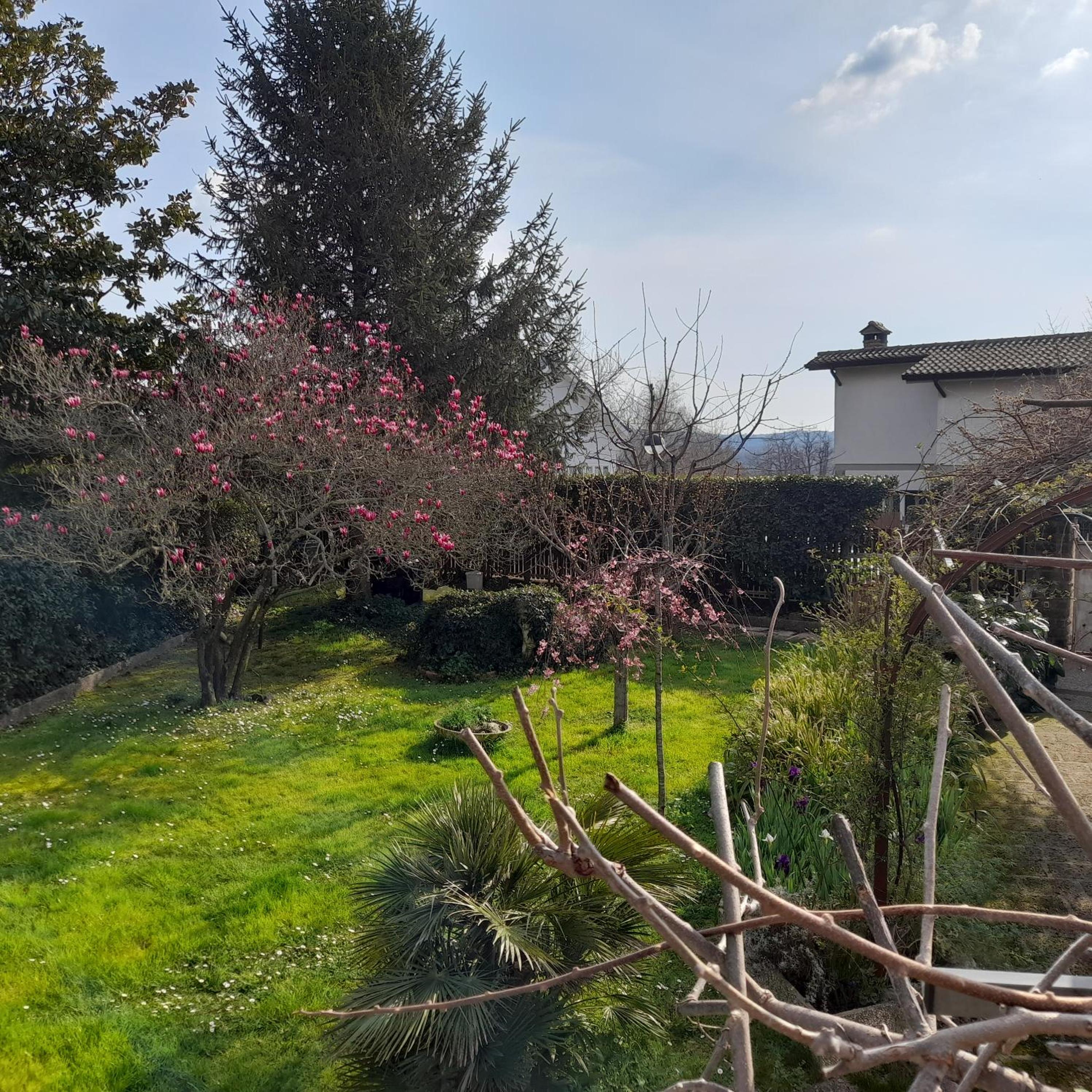 Il Glicine
