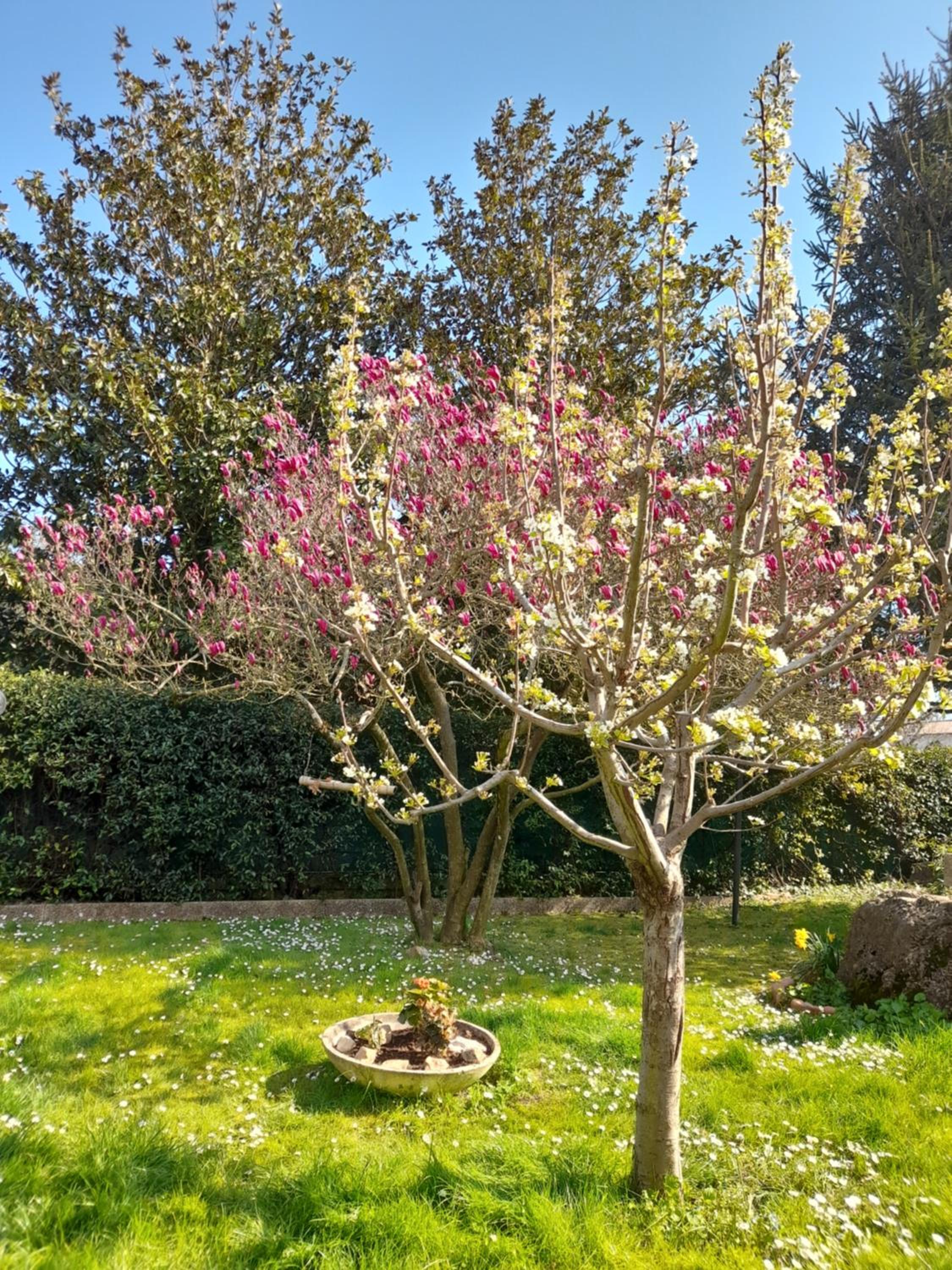 Il Glicine