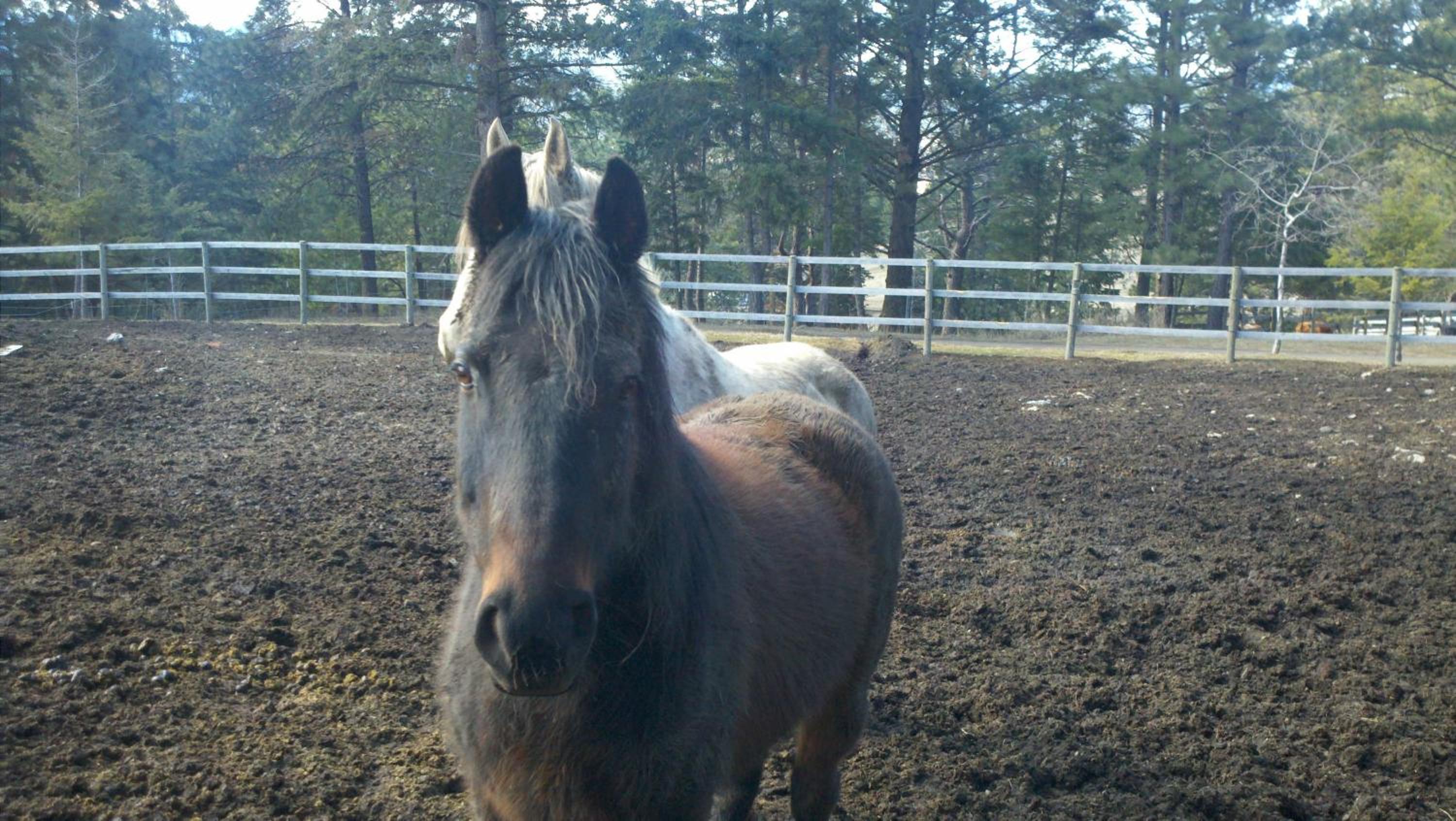 Lonesome Dove Ranch