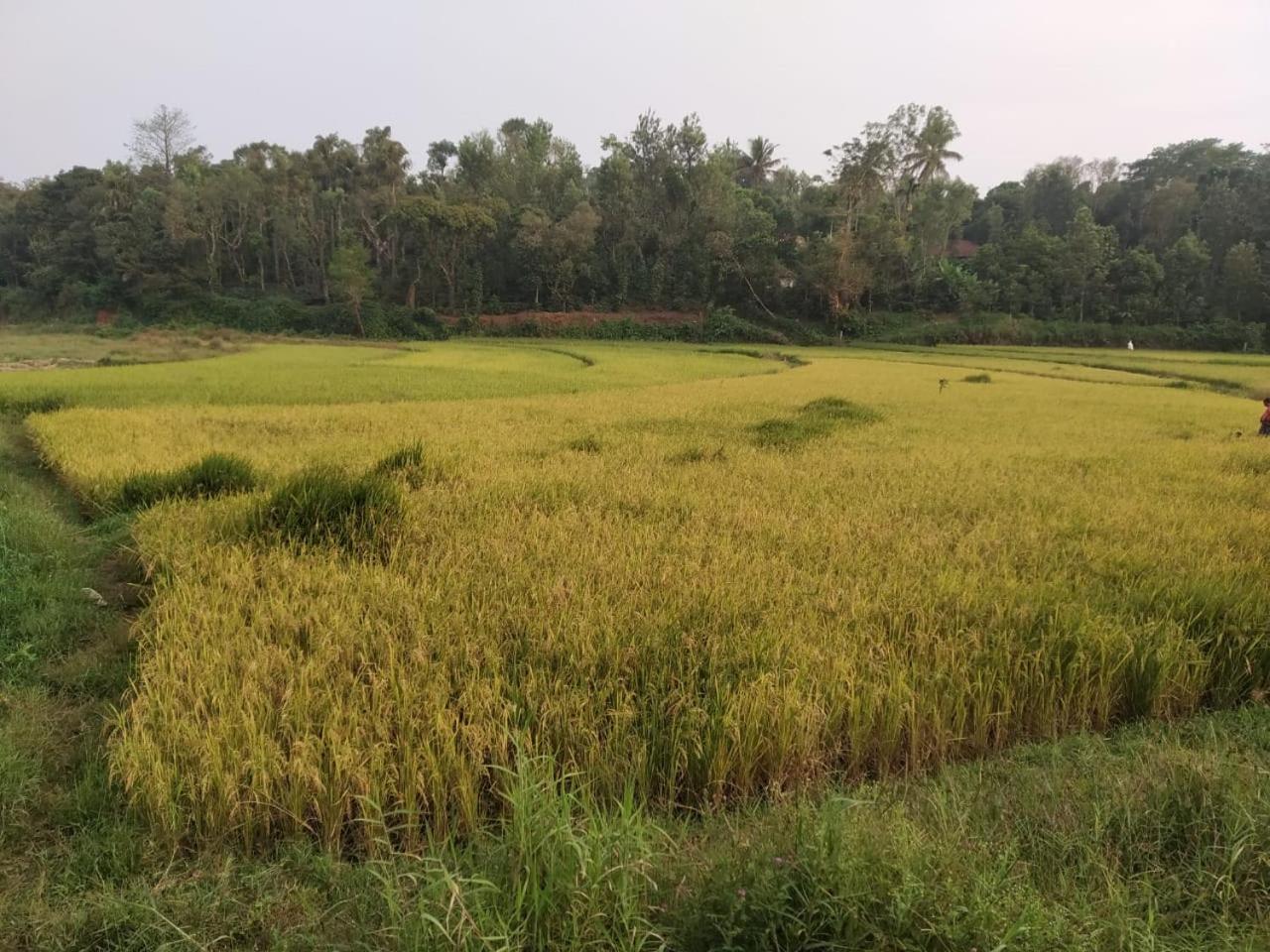ATTIMARA HOMESTAY