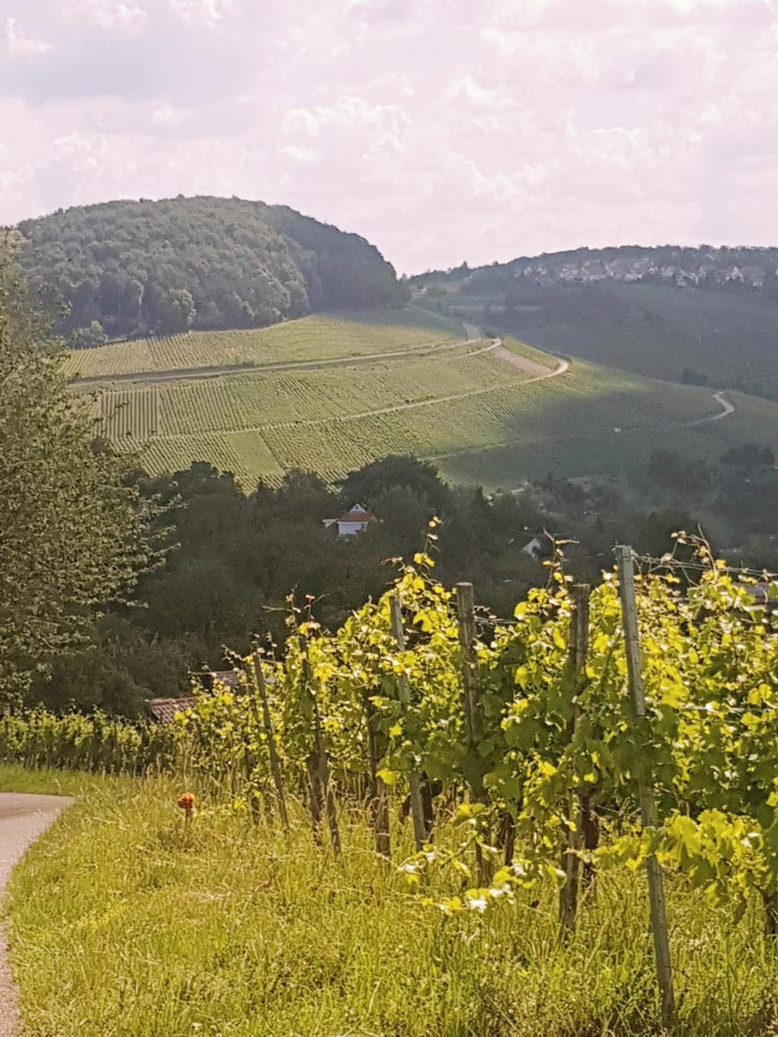 Szafranzimmervermmitung