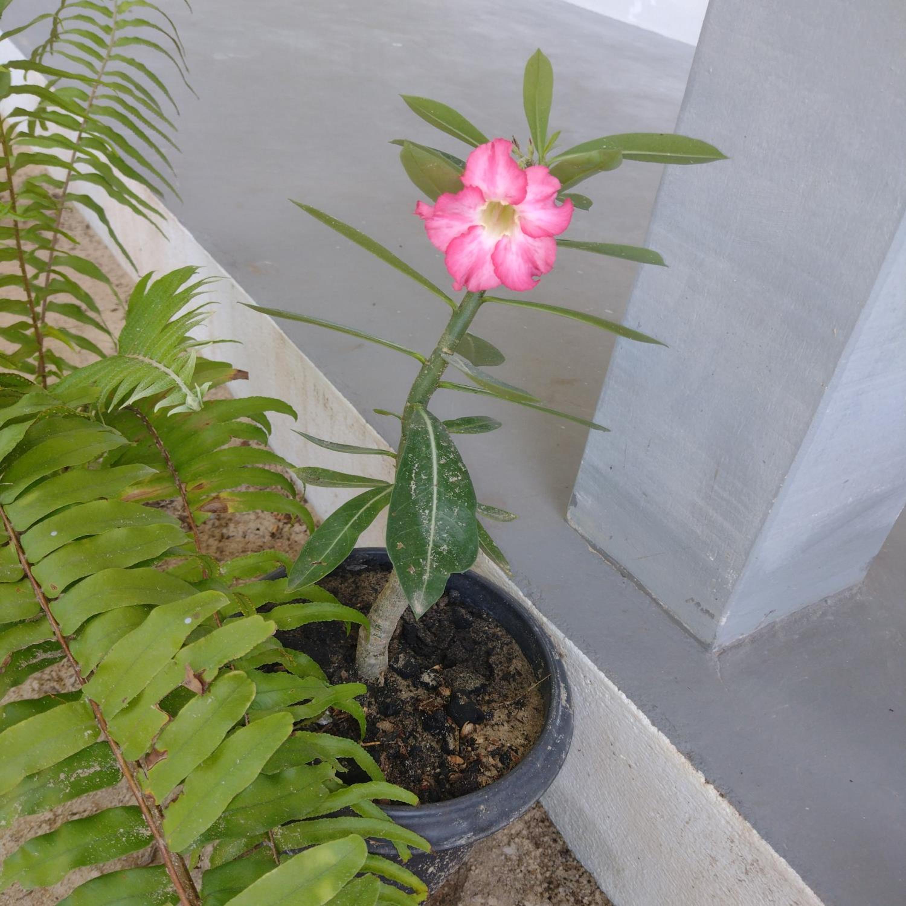 Morada da Joana Residence