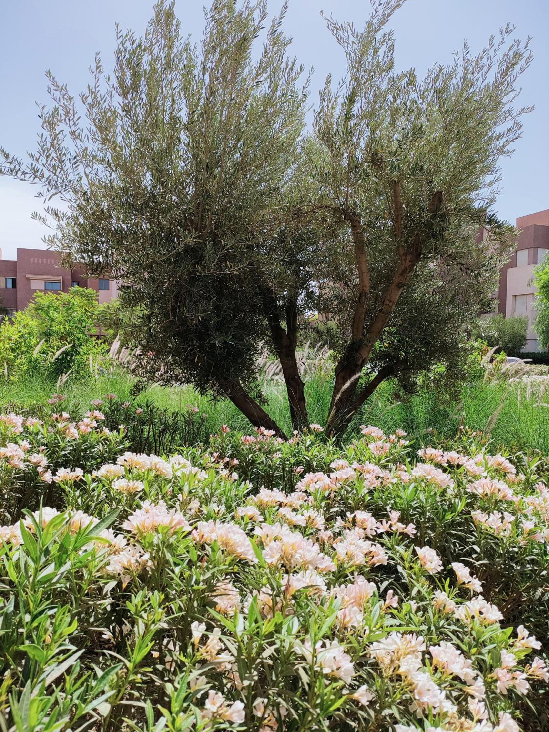 Prestigia Marrakech Dar Cheryana view 5