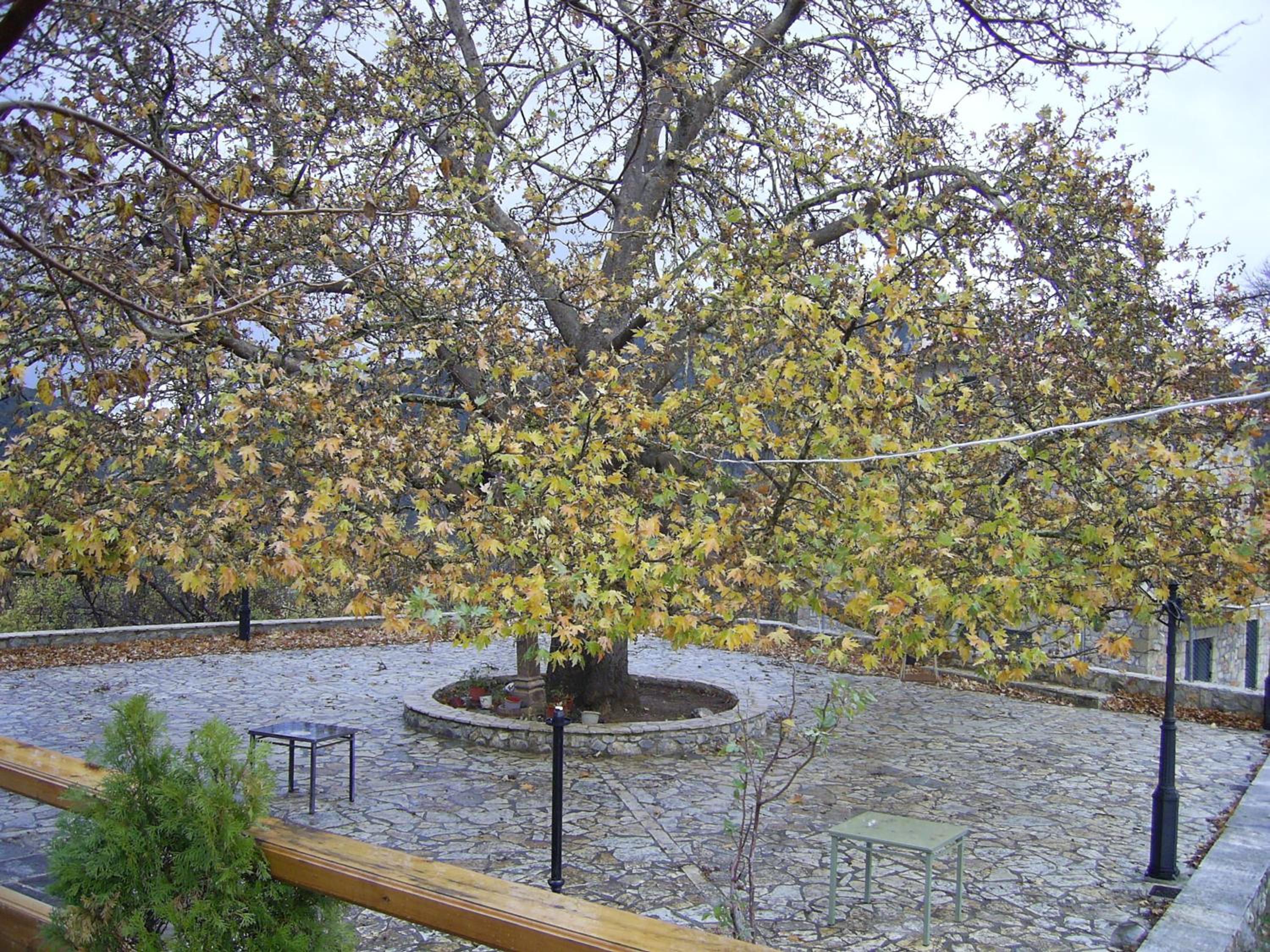 Guesthouse Kastania Korakis