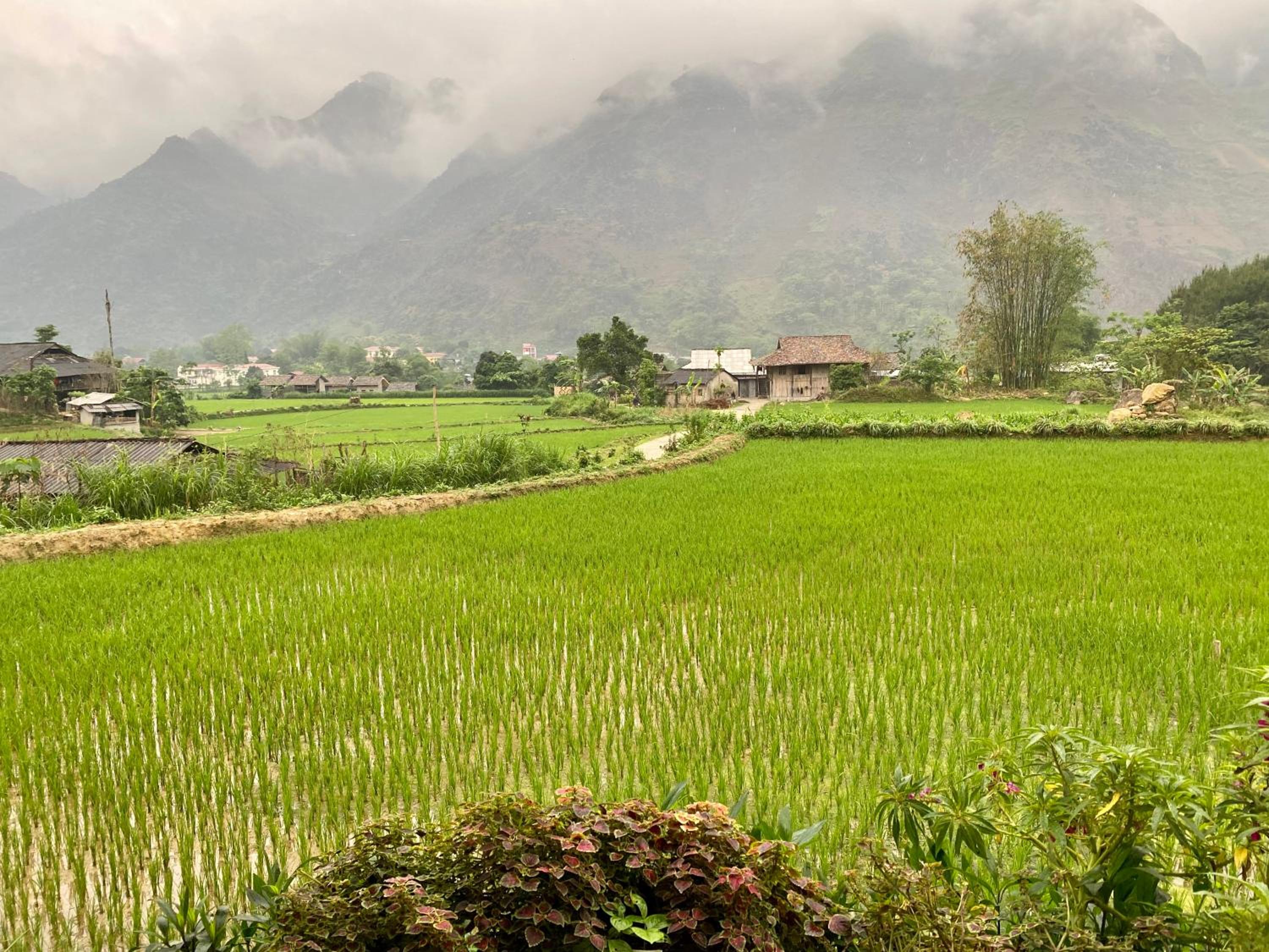 Du Gia Field View Homestay