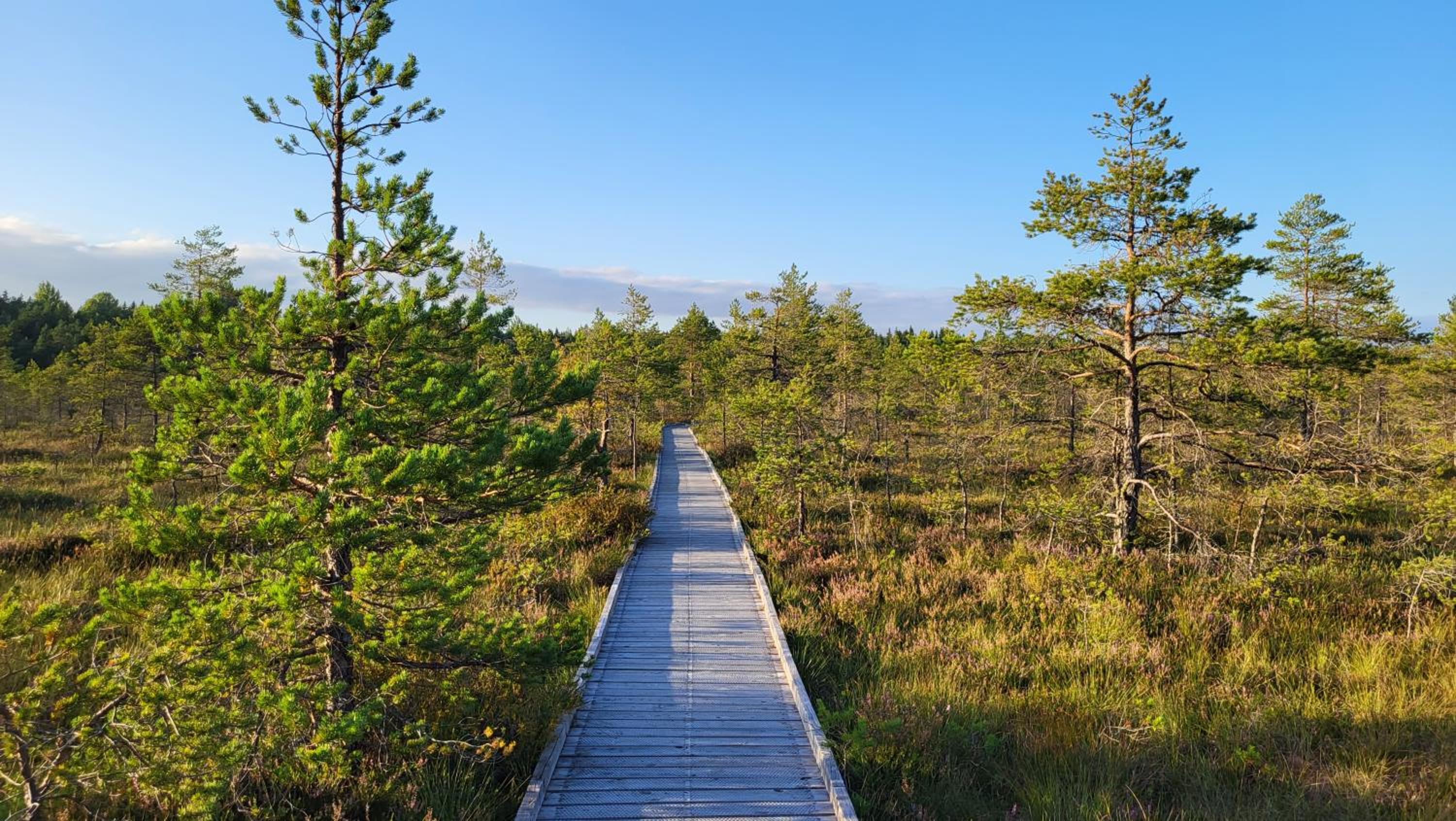 Pärnu Tulbi
