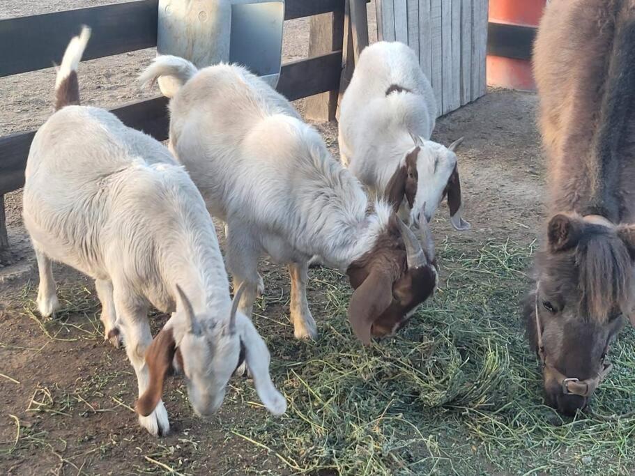 finca granja la soñadita