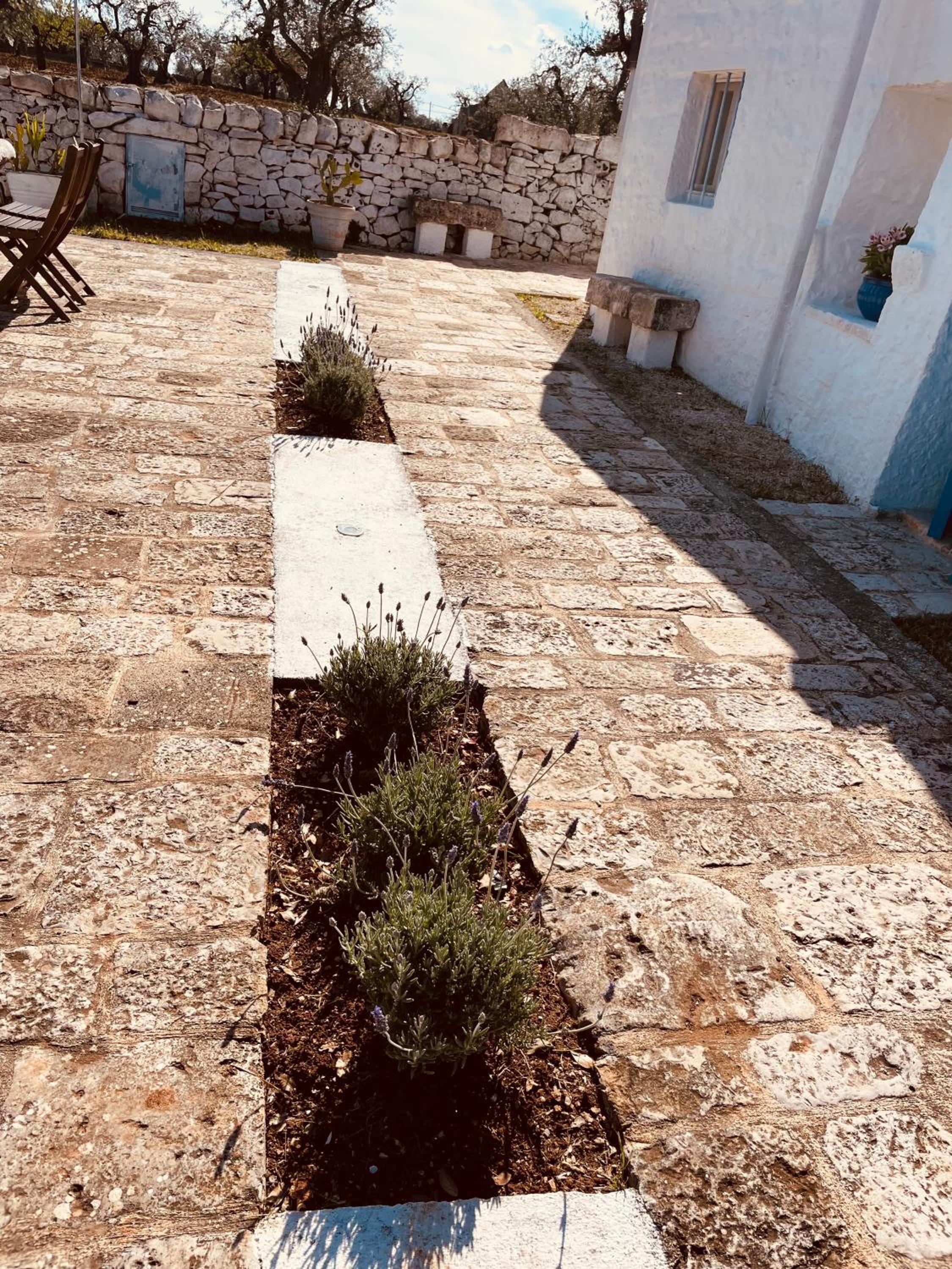 trulli mancinella