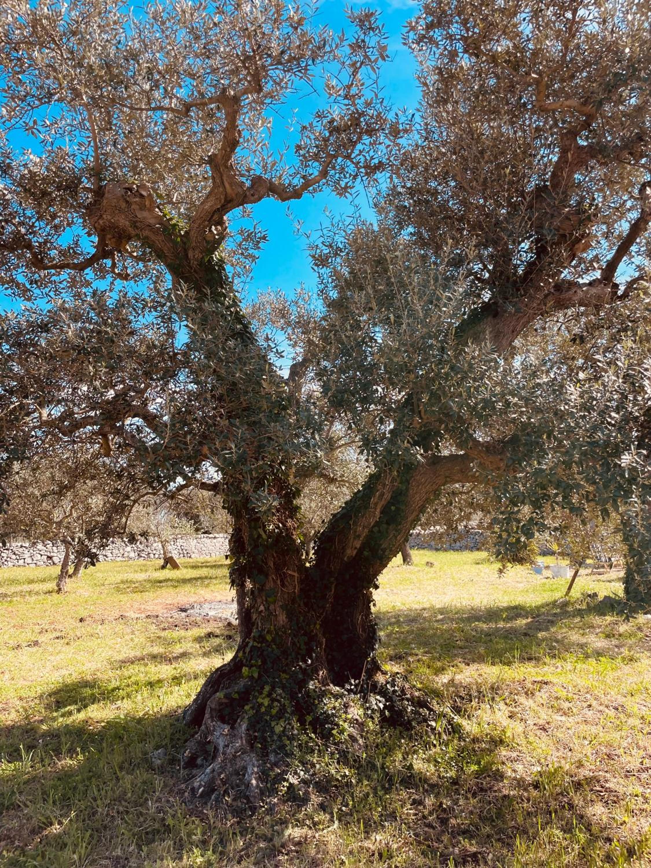 trulli mancinella