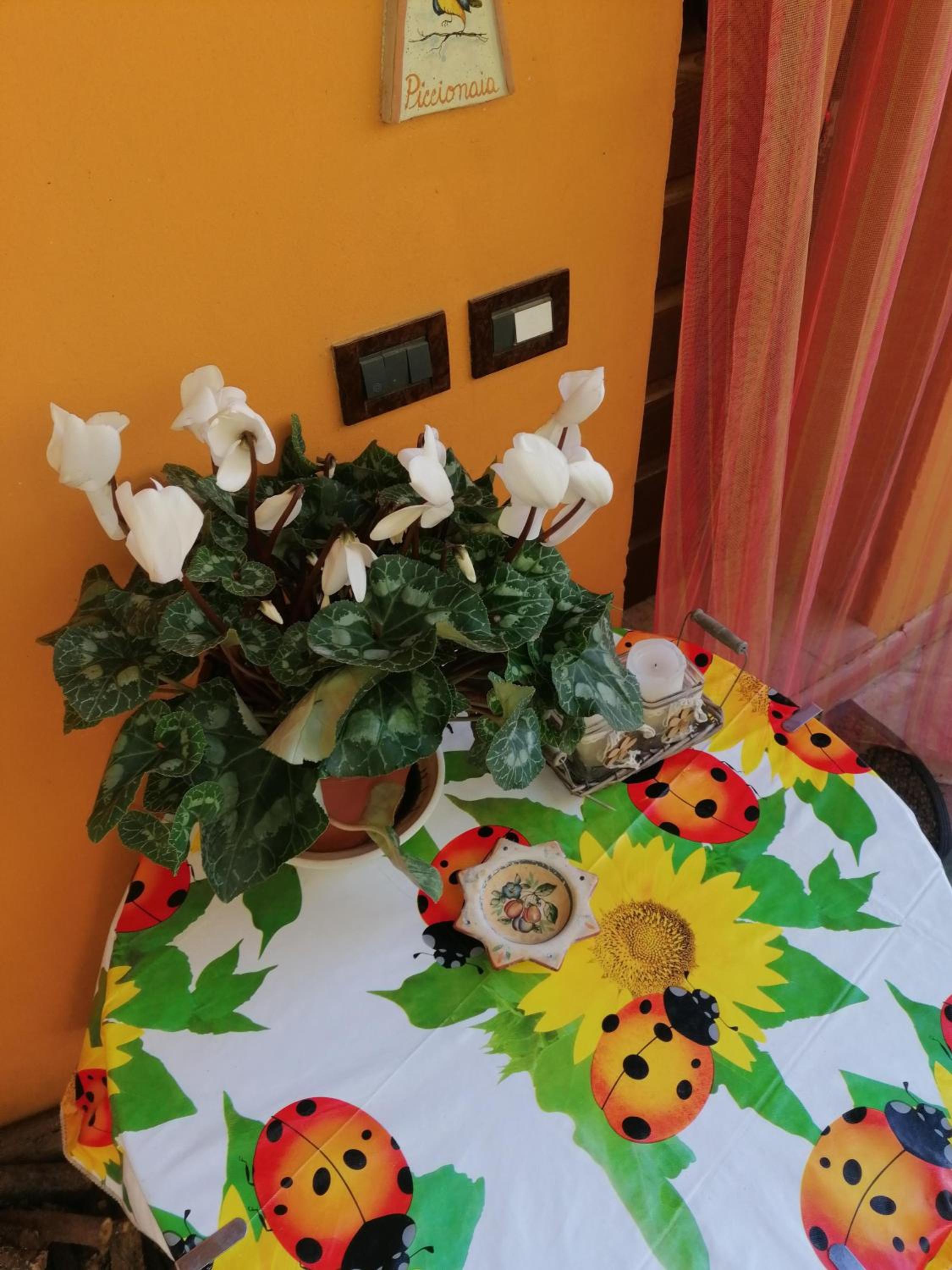 Photo 29